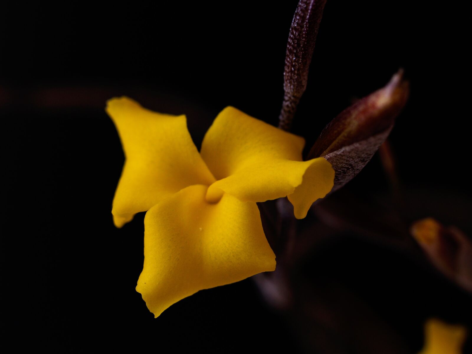 Olympus E-500 (EVOLT E-500) sample photo. Macro, flower, sukulent photography