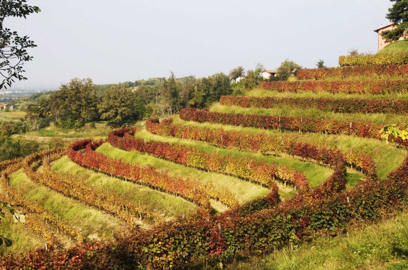 Nikon D300 sample photo. Vineyard, wine, grapes photography