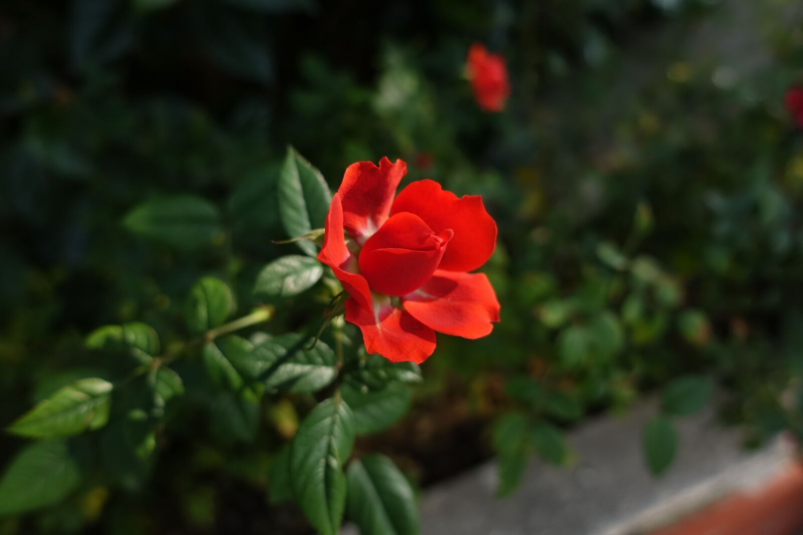 Sony Cyber-shot DSC-RX100 IV sample photo. Flower, red, plant photography