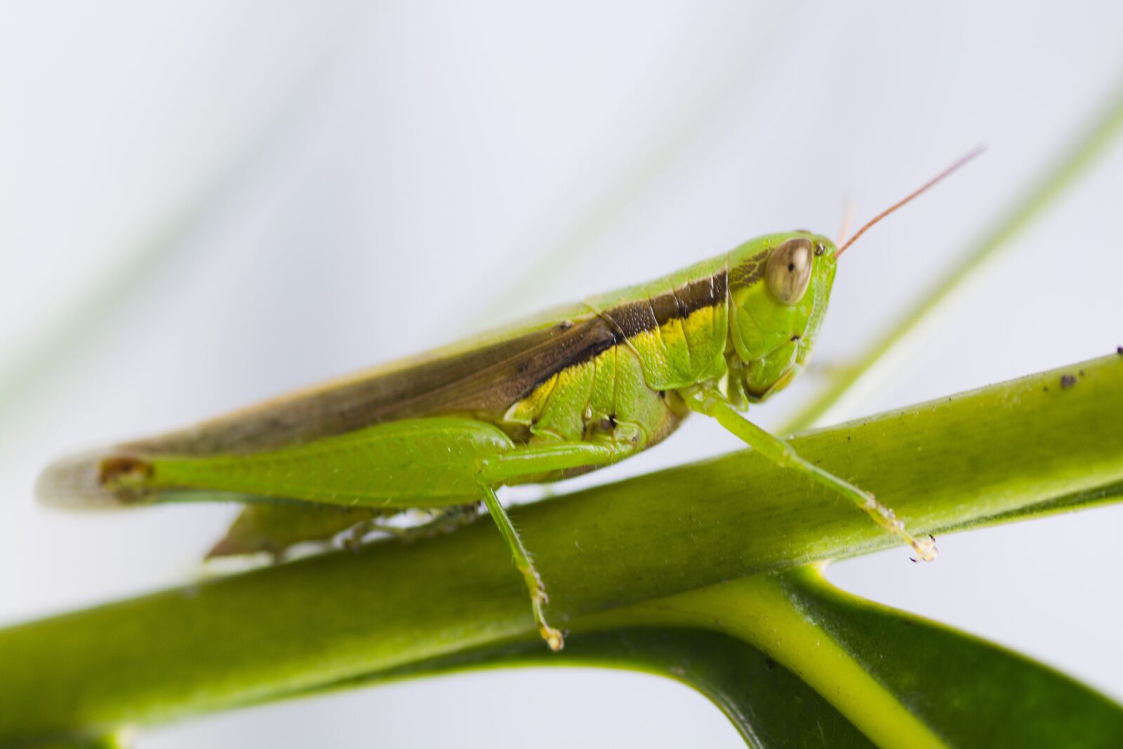 Nikon D5200 sample photo. Grasshopper, insect, bug photography