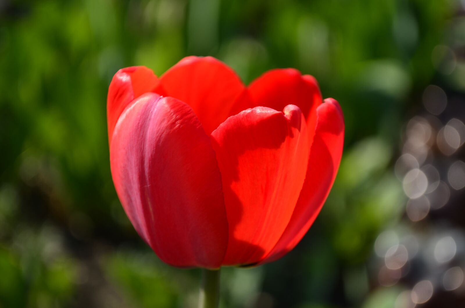 Nikon D5100 sample photo. Tulip, flower, red tulip photography