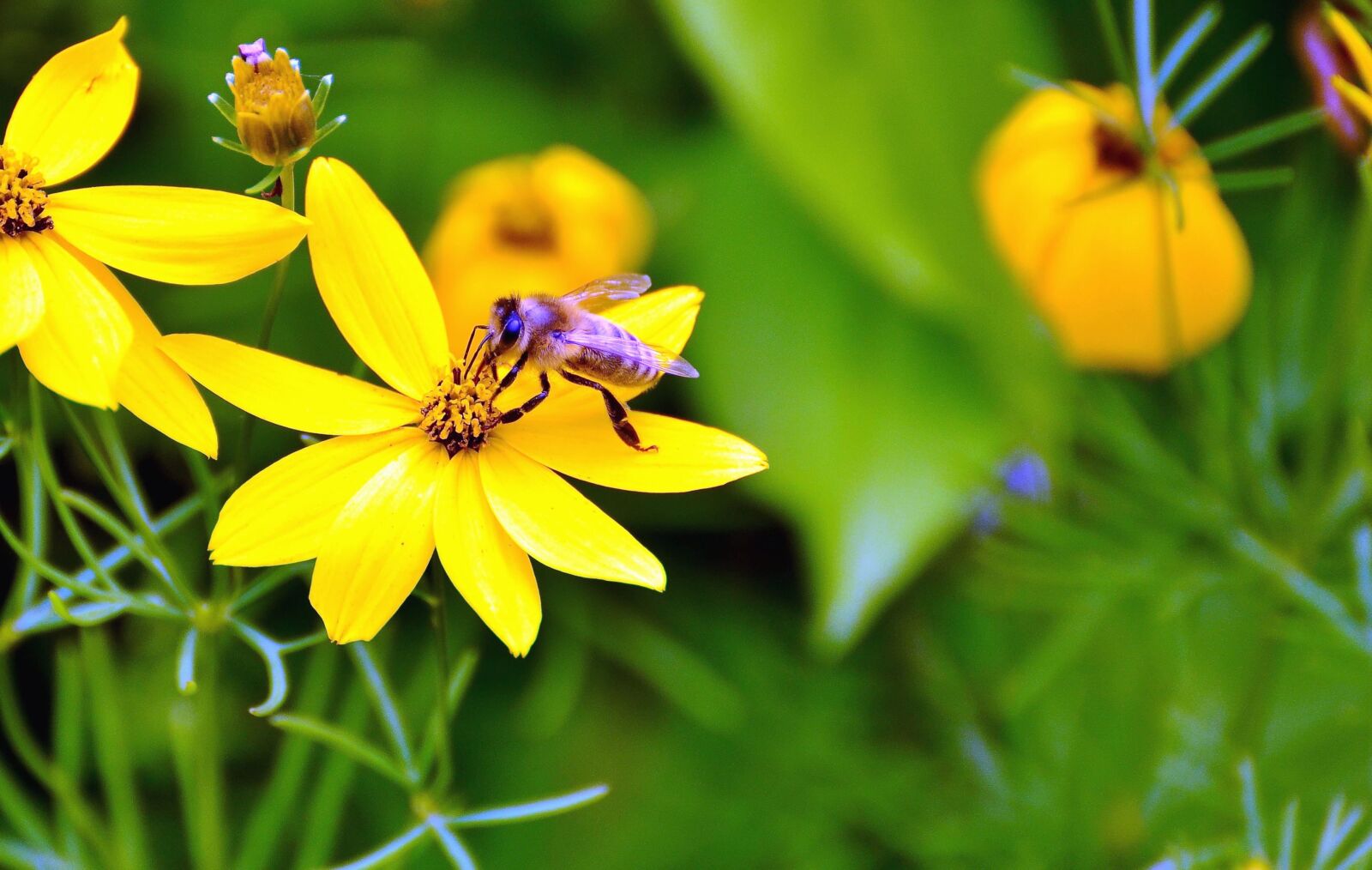 Nikon D5100 sample photo. Bee, flower, pollen, insect photography