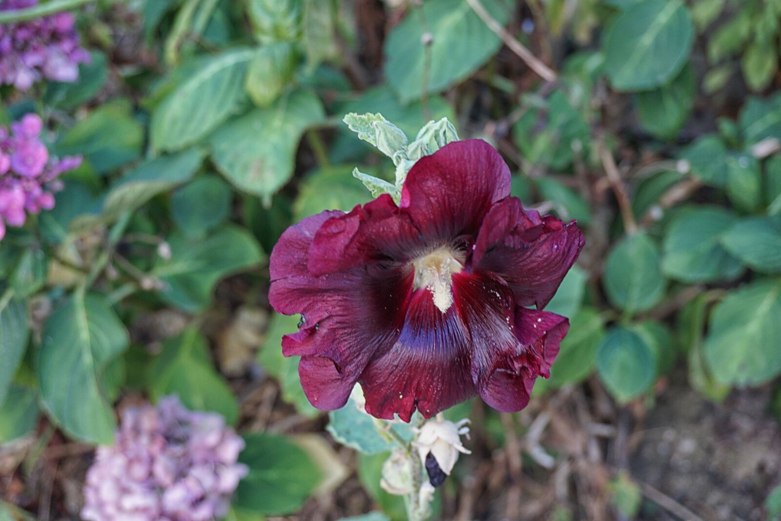 Sony a6000 sample photo. Botanique, fleur, floraison, flore photography
