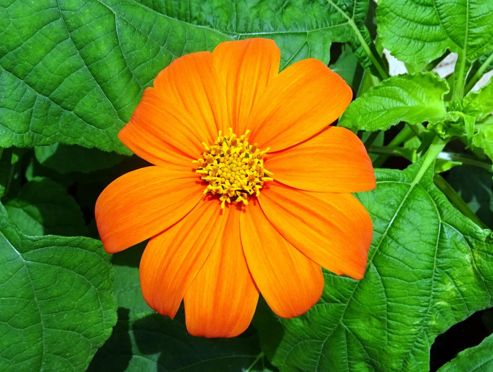 Sony DSC-HX60V sample photo. Flower, mexican sunflower, tithonia photography