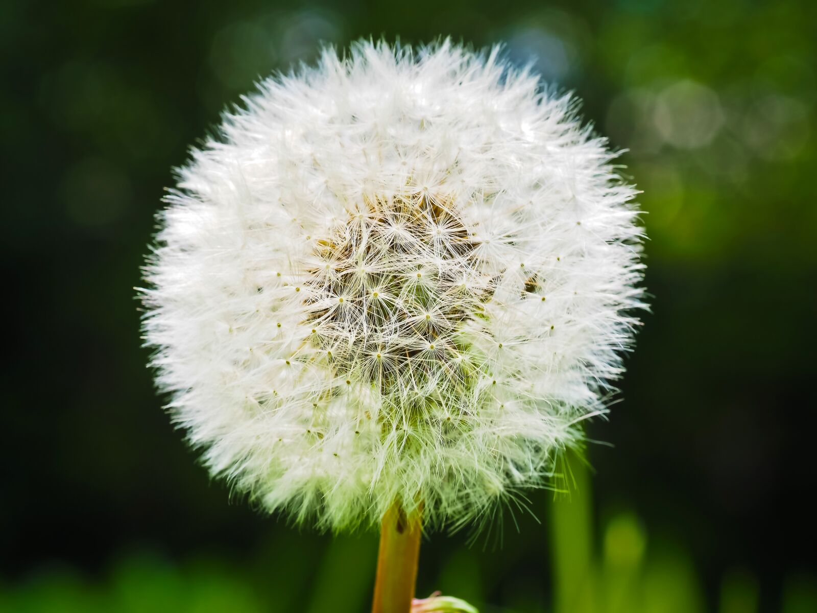 Olympus OM-D E-M10 sample photo. Dandelion, flower, pointed flower photography
