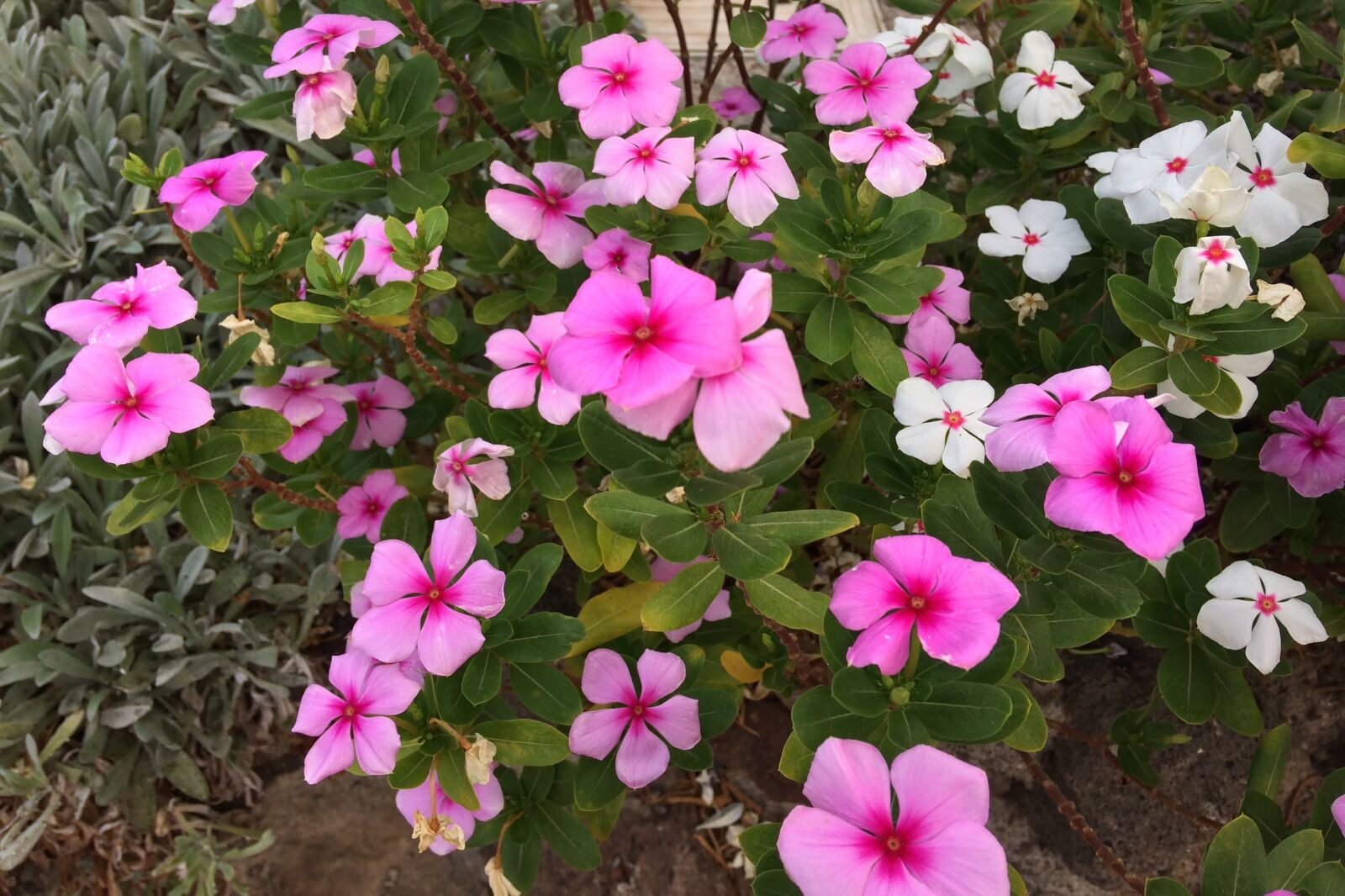 iPhone 5s back camera 4.15mm f/2.2 sample photo. Flowers, pink, white photography