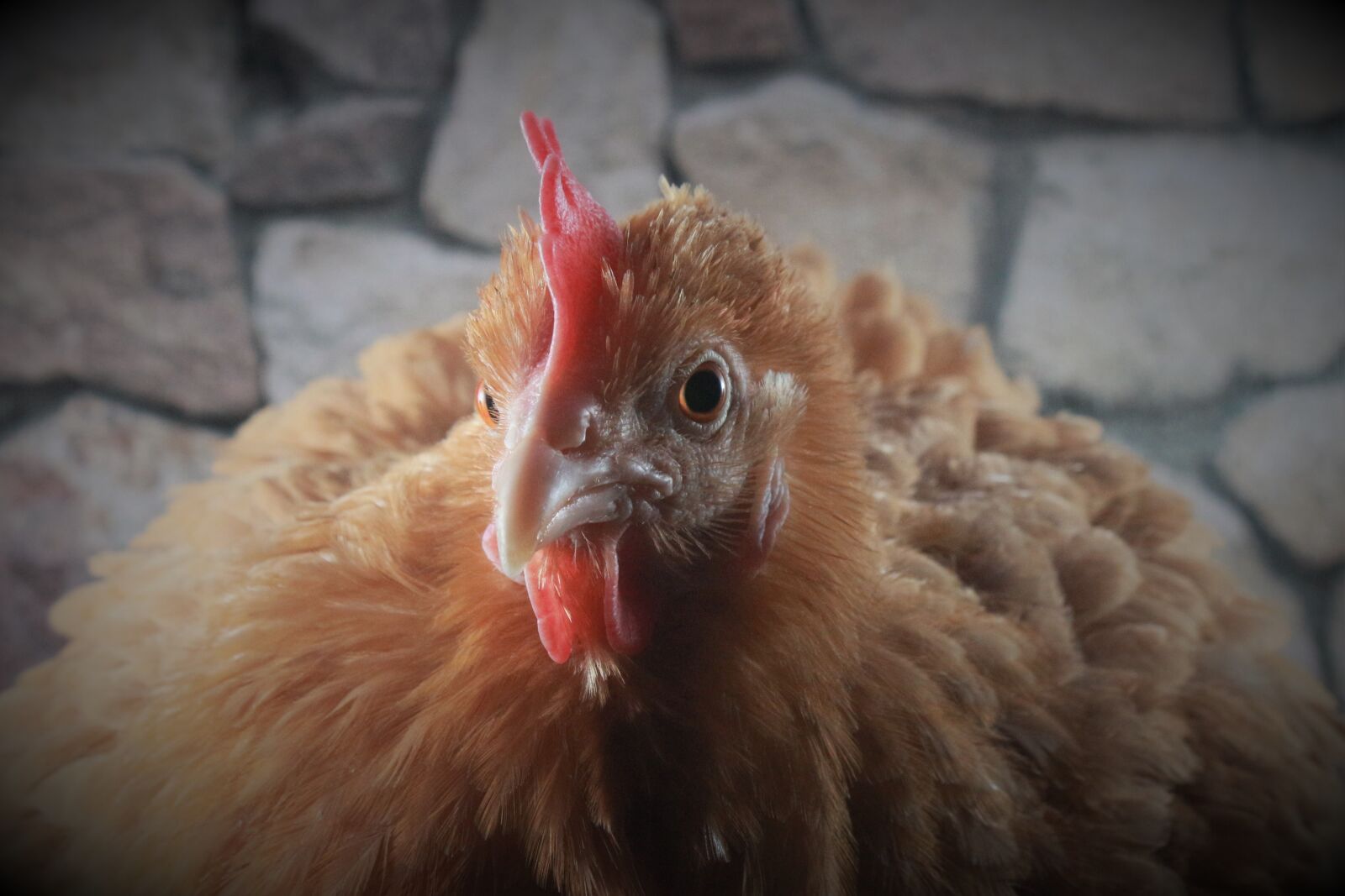Canon EF-S 18-55mm F3.5-5.6 IS sample photo. Chicken, hen, poultry photography