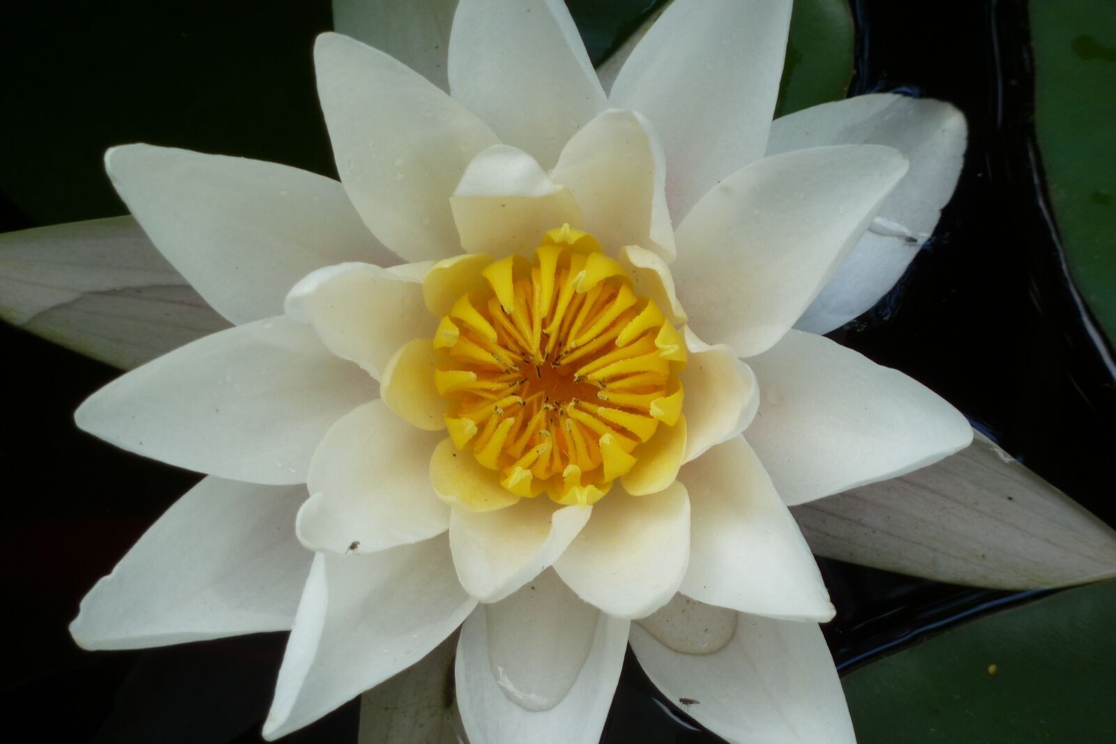 Panasonic Lumix DMC-ZS7 (Lumix DMC-TZ10) sample photo. Lotus, water lily photography