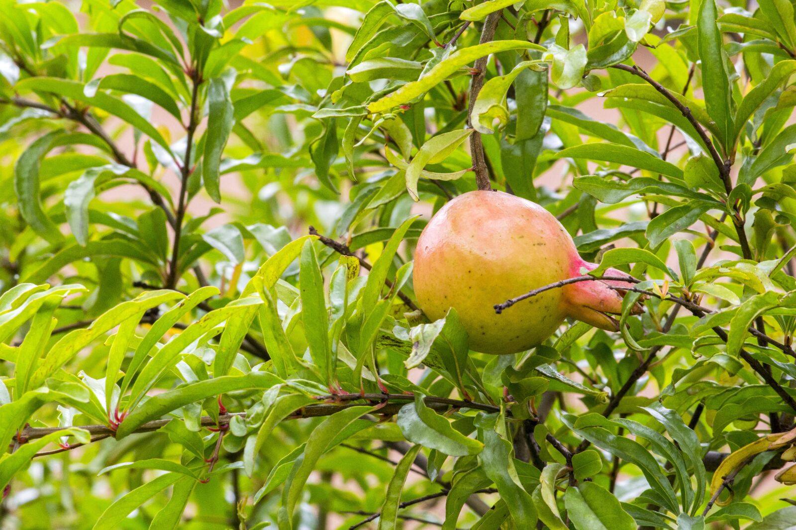 Canon EOS 700D (EOS Rebel T5i / EOS Kiss X7i) sample photo. Fruit, nature, leaf photography