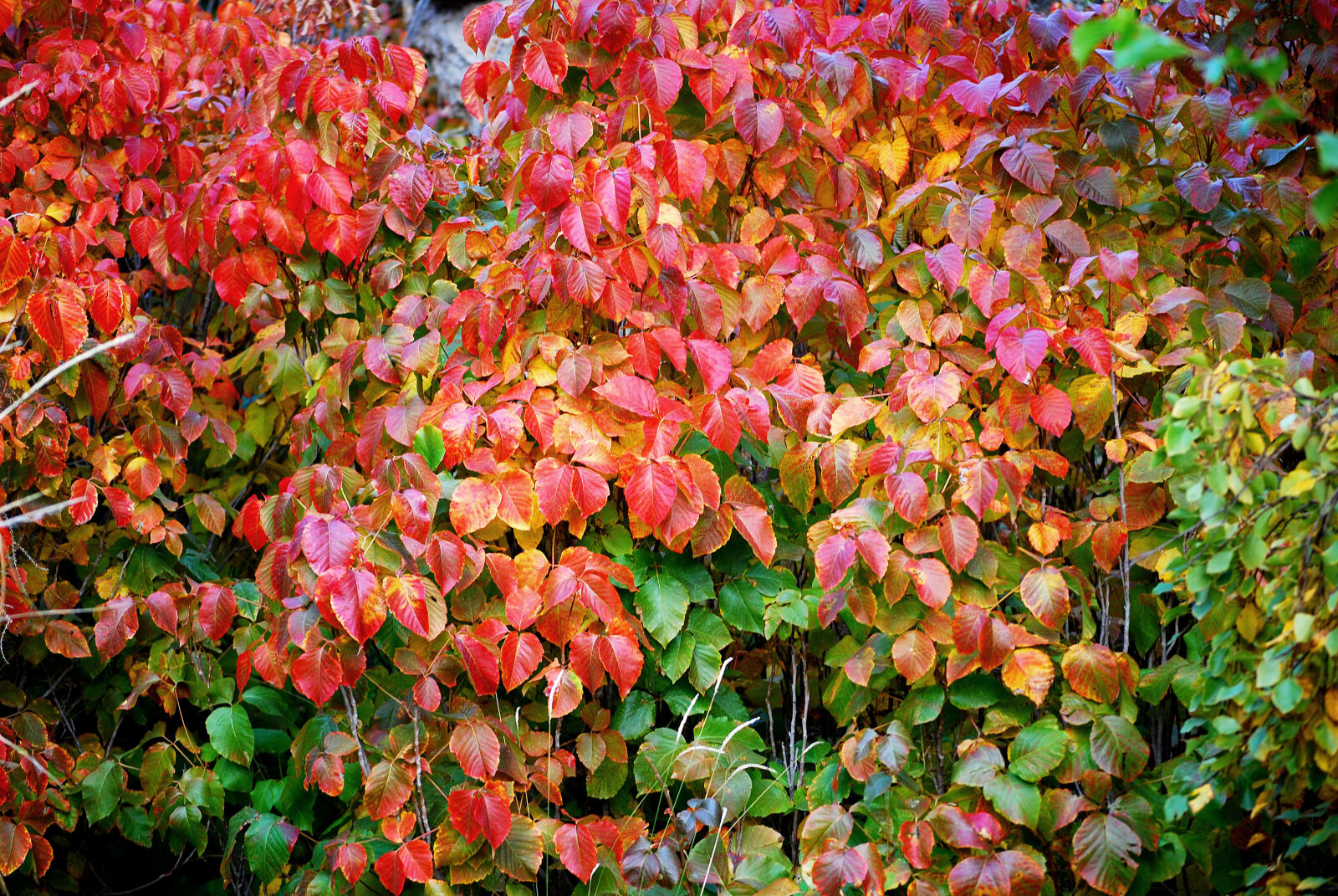 Nikon D80 sample photo. Autumn, leaves, beauty, fall photography