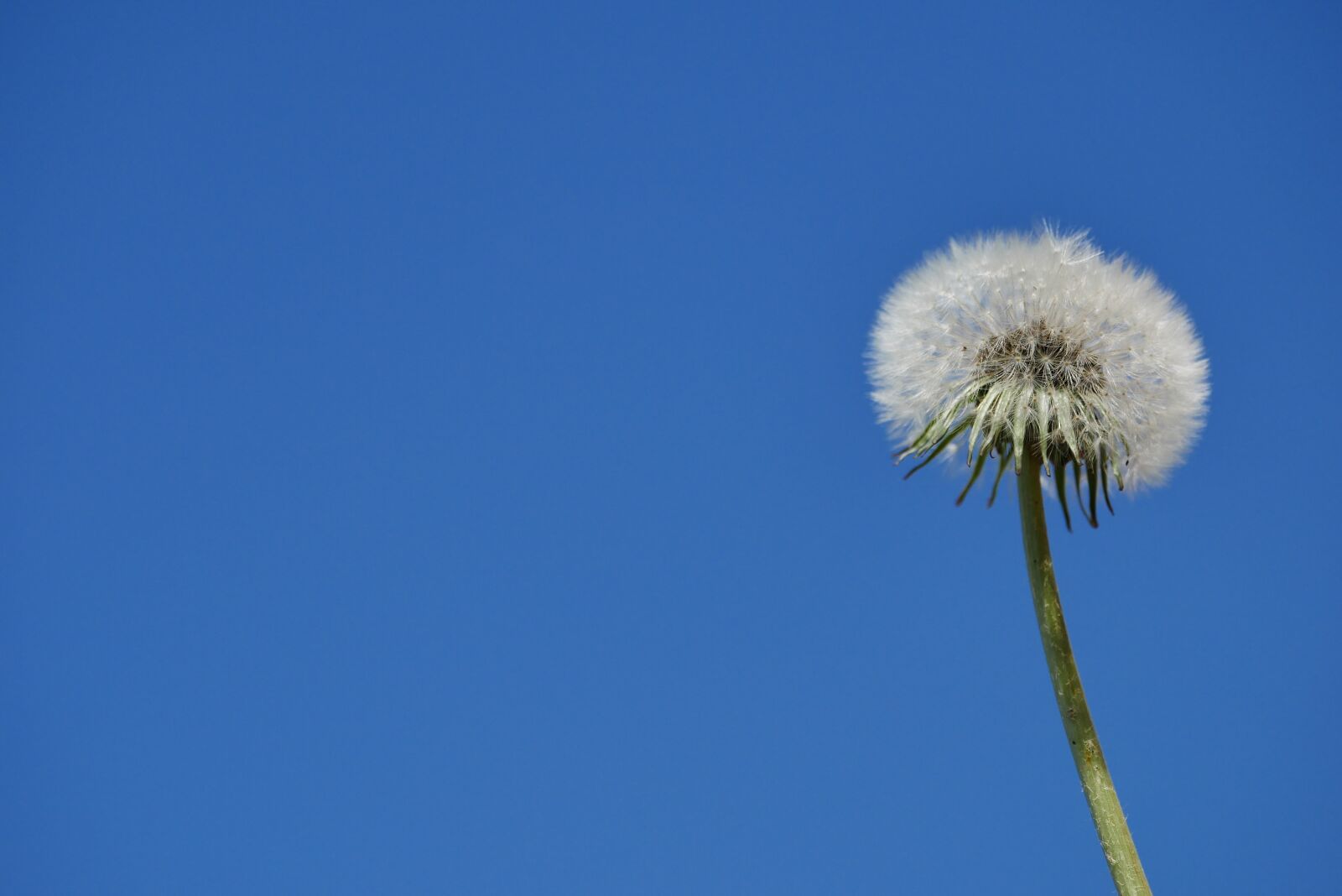 Panasonic DMC-G81 sample photo. Dandelion, flower, plant photography