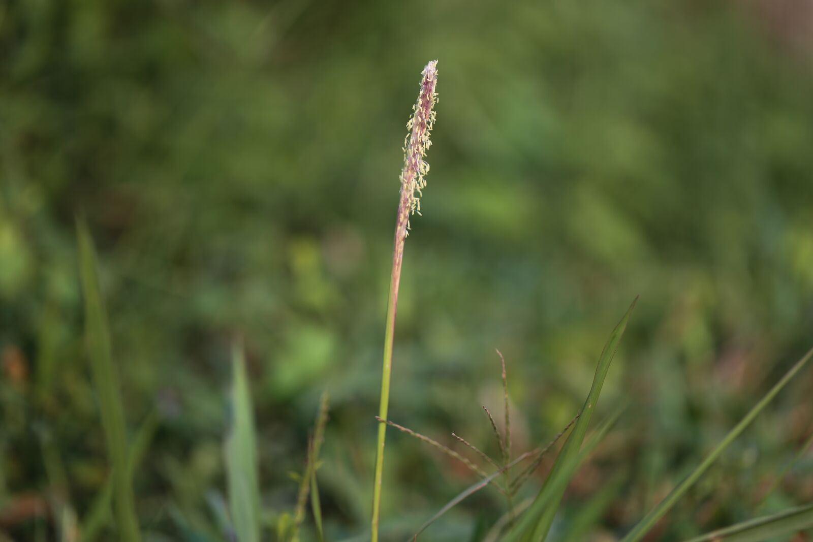 Canon EOS 6D sample photo. Nature, grass, flower photography