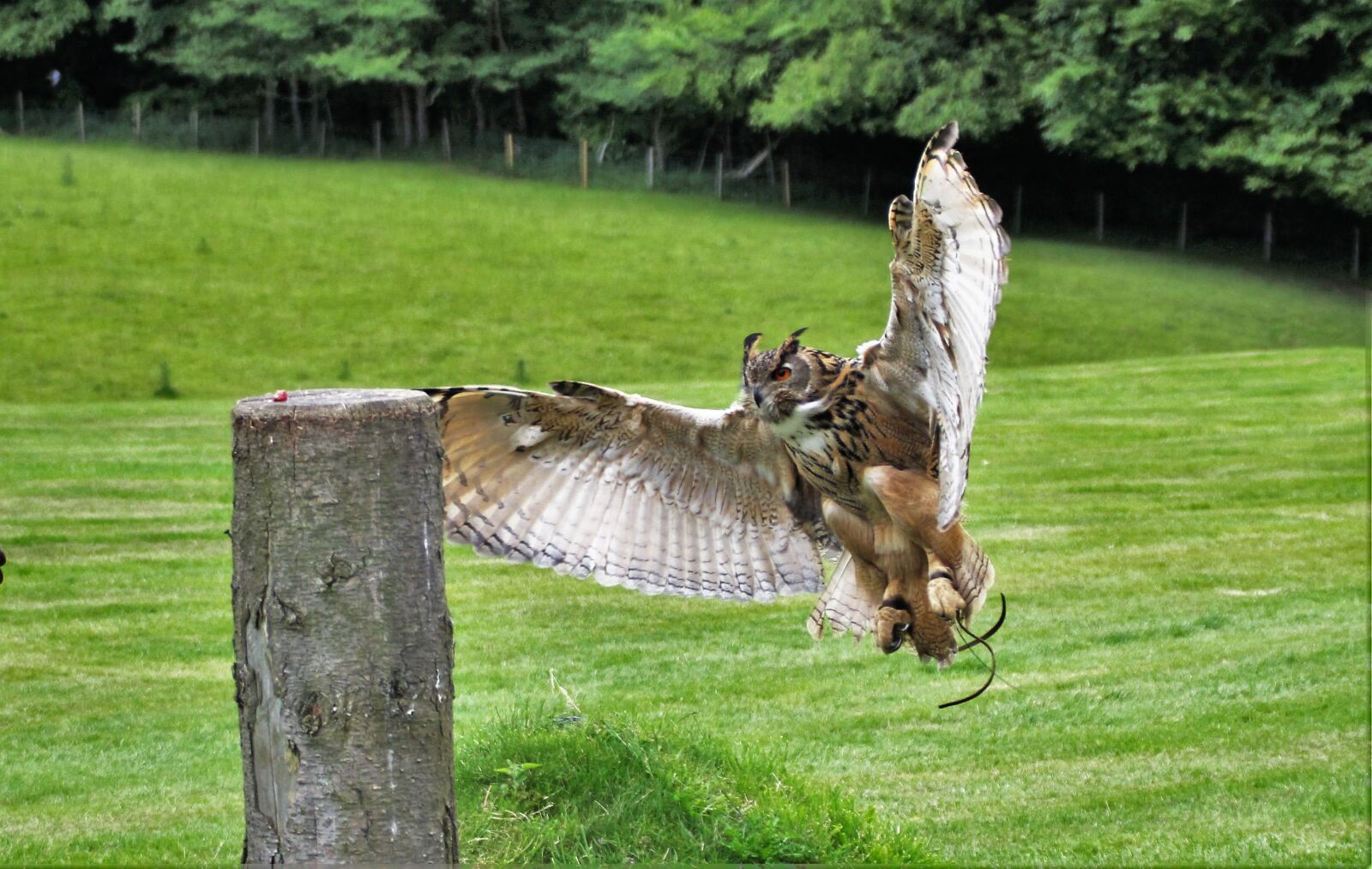 Canon EOS 100D (EOS Rebel SL1 / EOS Kiss X7) sample photo. Eurasian eagle owl, owl photography