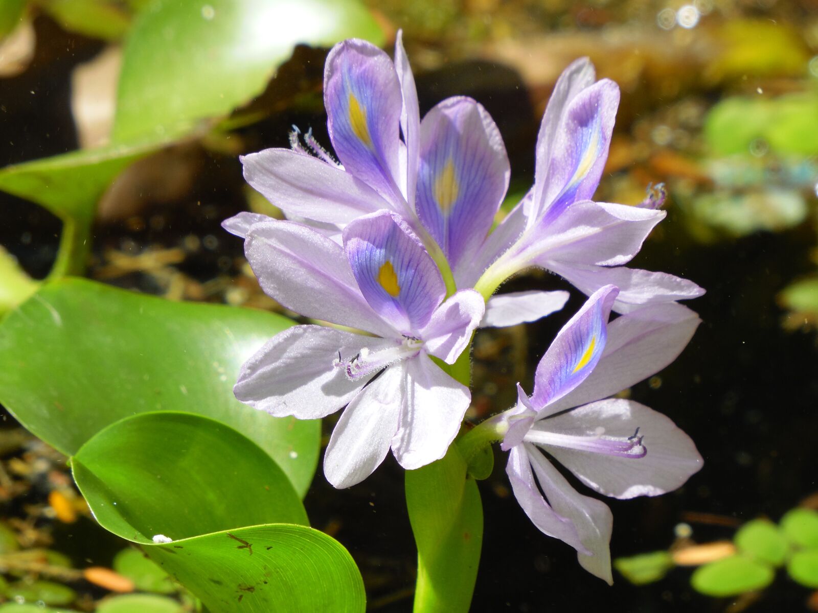 Samsung WB2200F sample photo. Flower, nature, plant photography
