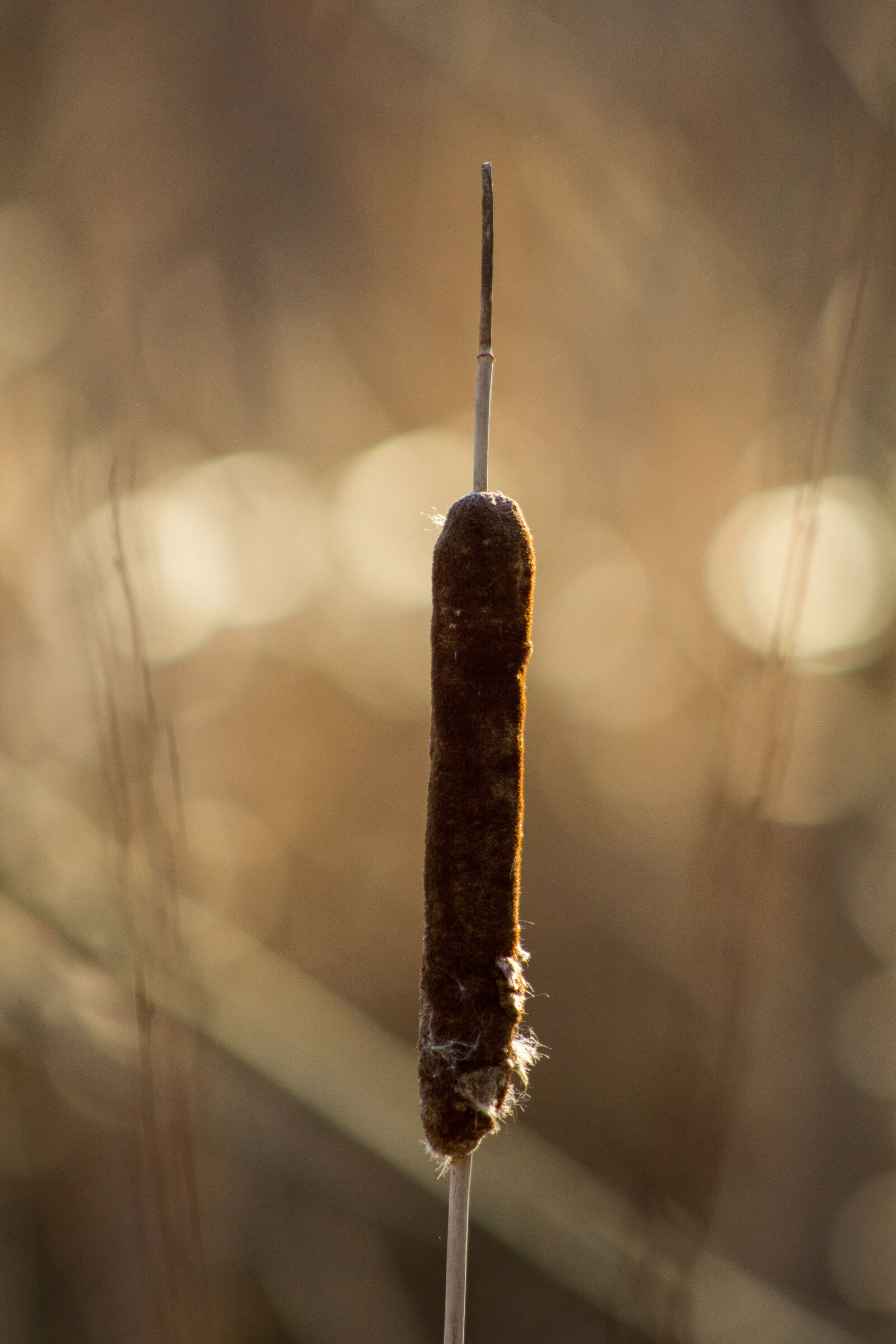 Canon EF 75-300mm f/4-5.6 sample photo. Canon, nature, outside, winter photography