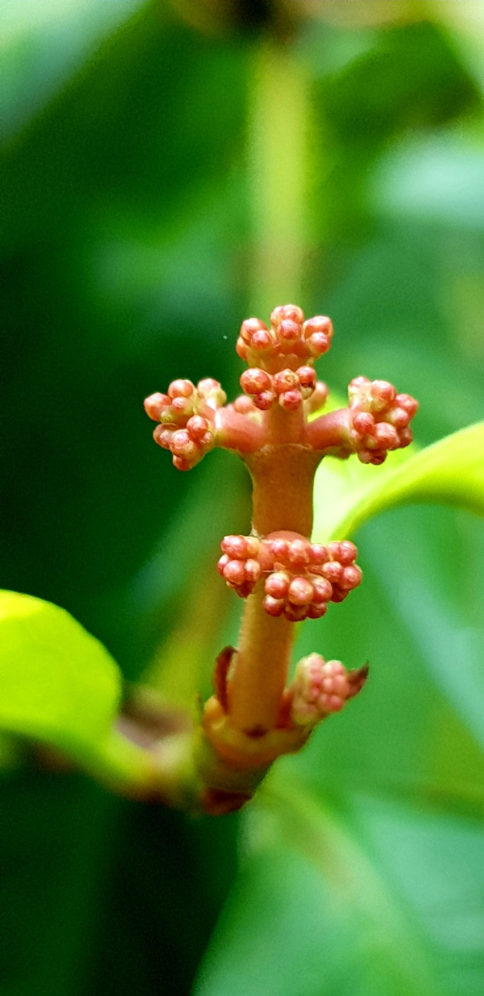 Samsung Galaxy S8 sample photo. Flowers, blossom, plant photography