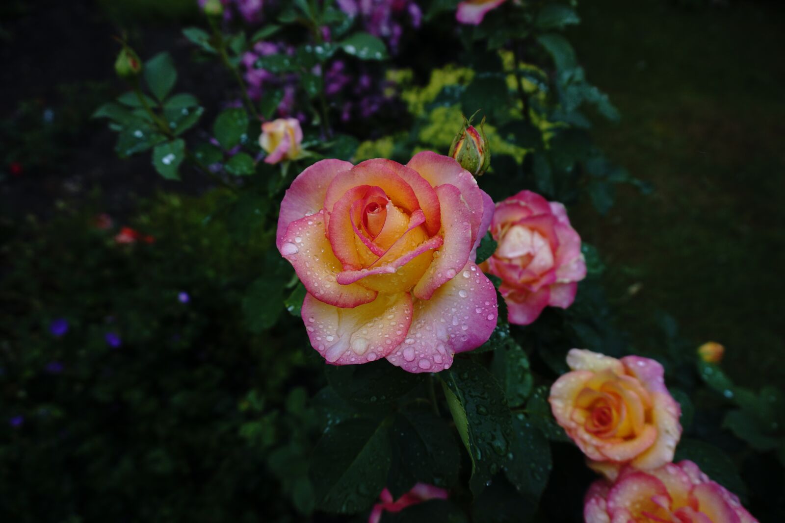 Sony E 16-50mm F3.5-5.6 PZ OSS sample photo. Roses, garden, blossom photography