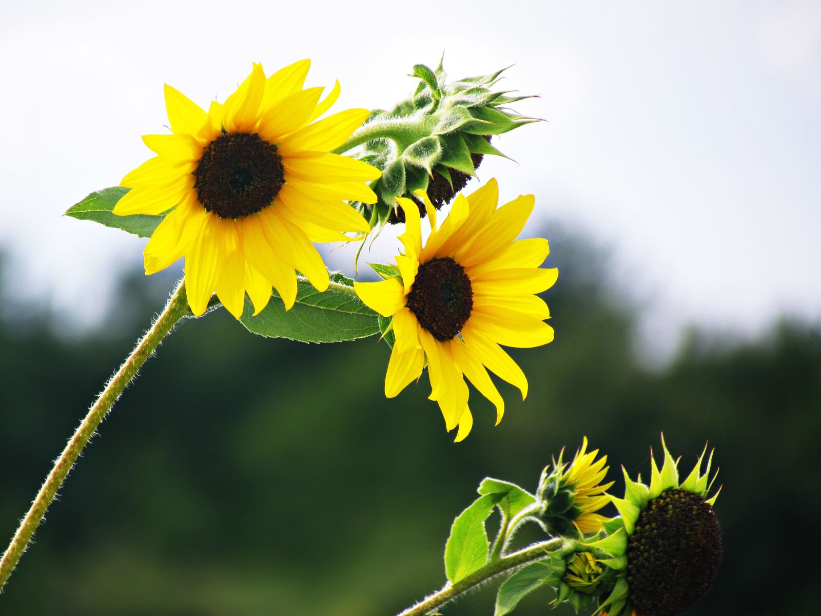 Canon PowerShot SX30 IS sample photo. Flowers, sunflowers, field photography