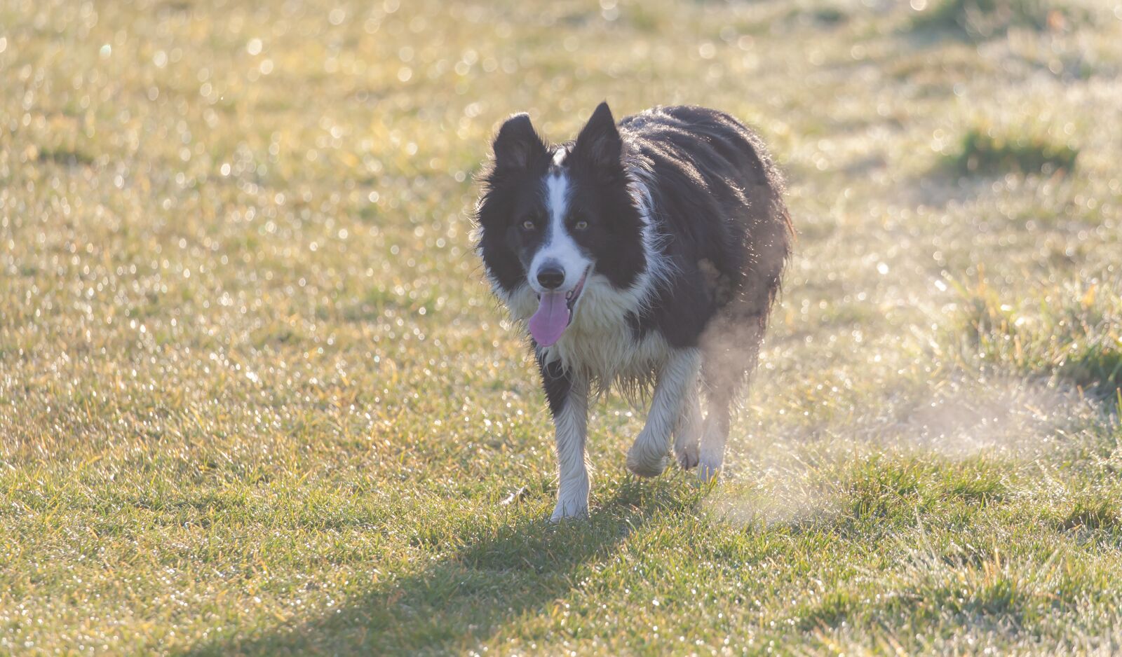 Canon EOS 5D Mark II sample photo. Border collie, wet dog photography