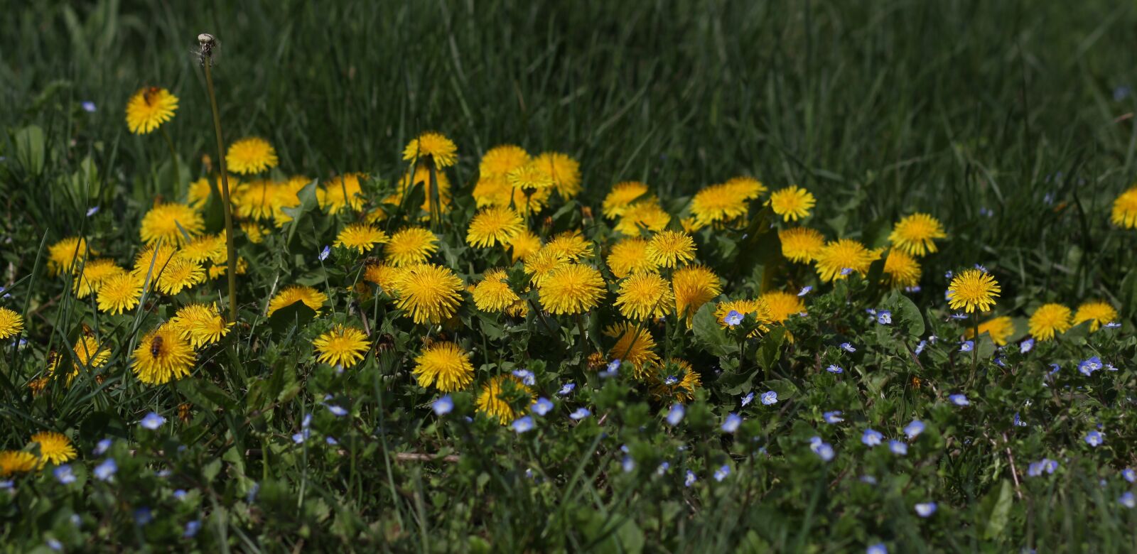 Canon EOS 700D (EOS Rebel T5i / EOS Kiss X7i) + Canon EF 85mm F1.8 USM sample photo. Dandelion, yellow, flower photography