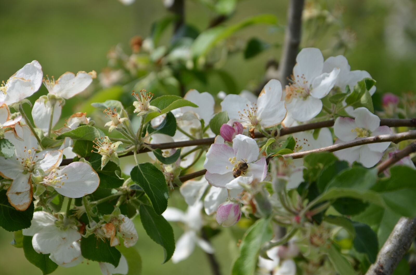 Nikon D5100 sample photo. Blossom, bloom, bee photography