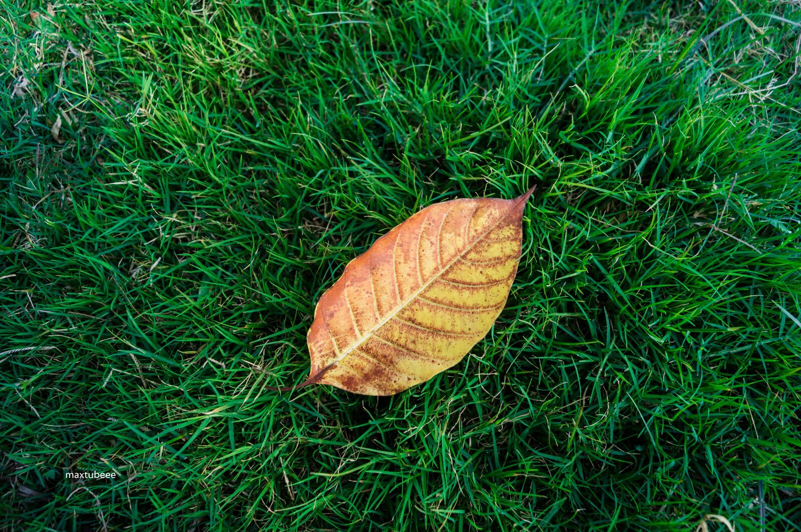 Sony SLT-A37 + Sony DT 18-55mm F3.5-5.6 SAM sample photo. Leaf on grass, green photography