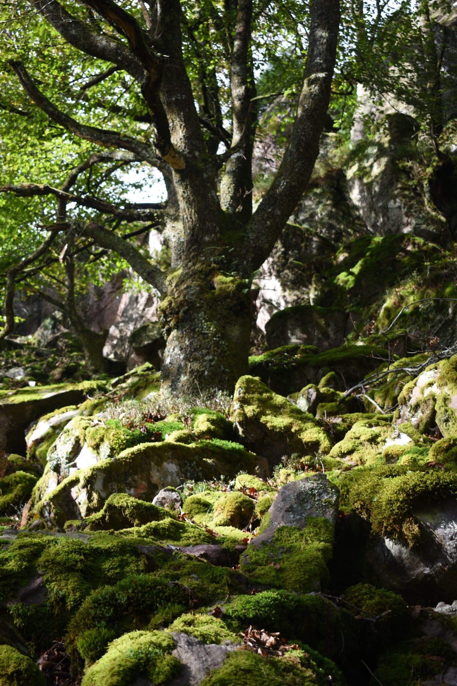 Nikon D3400 sample photo. Nature, moss, autumn photography