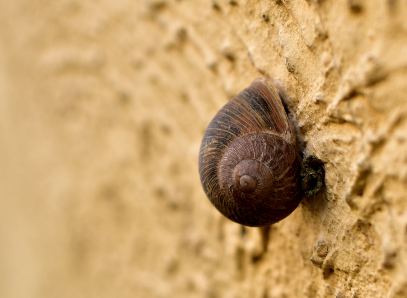 Nikon D5600 sample photo. Snail, wall, snails photography