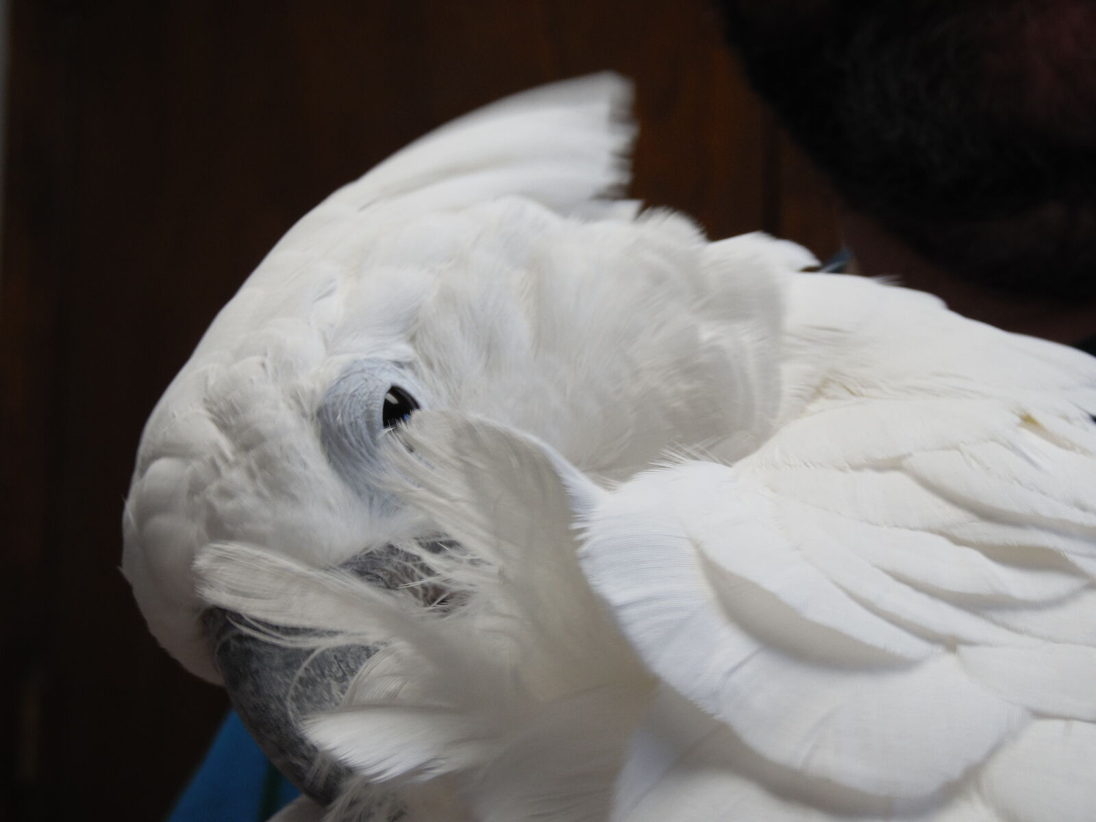 Samsung WB2200F sample photo. Cockatoo, parrot, tropical, umbrella photography