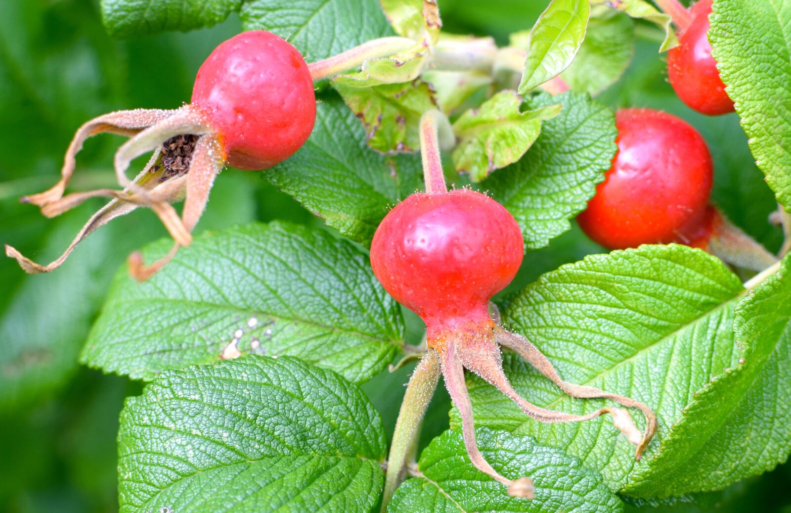 Nikon D5300 sample photo. Rose hip, wild rose photography