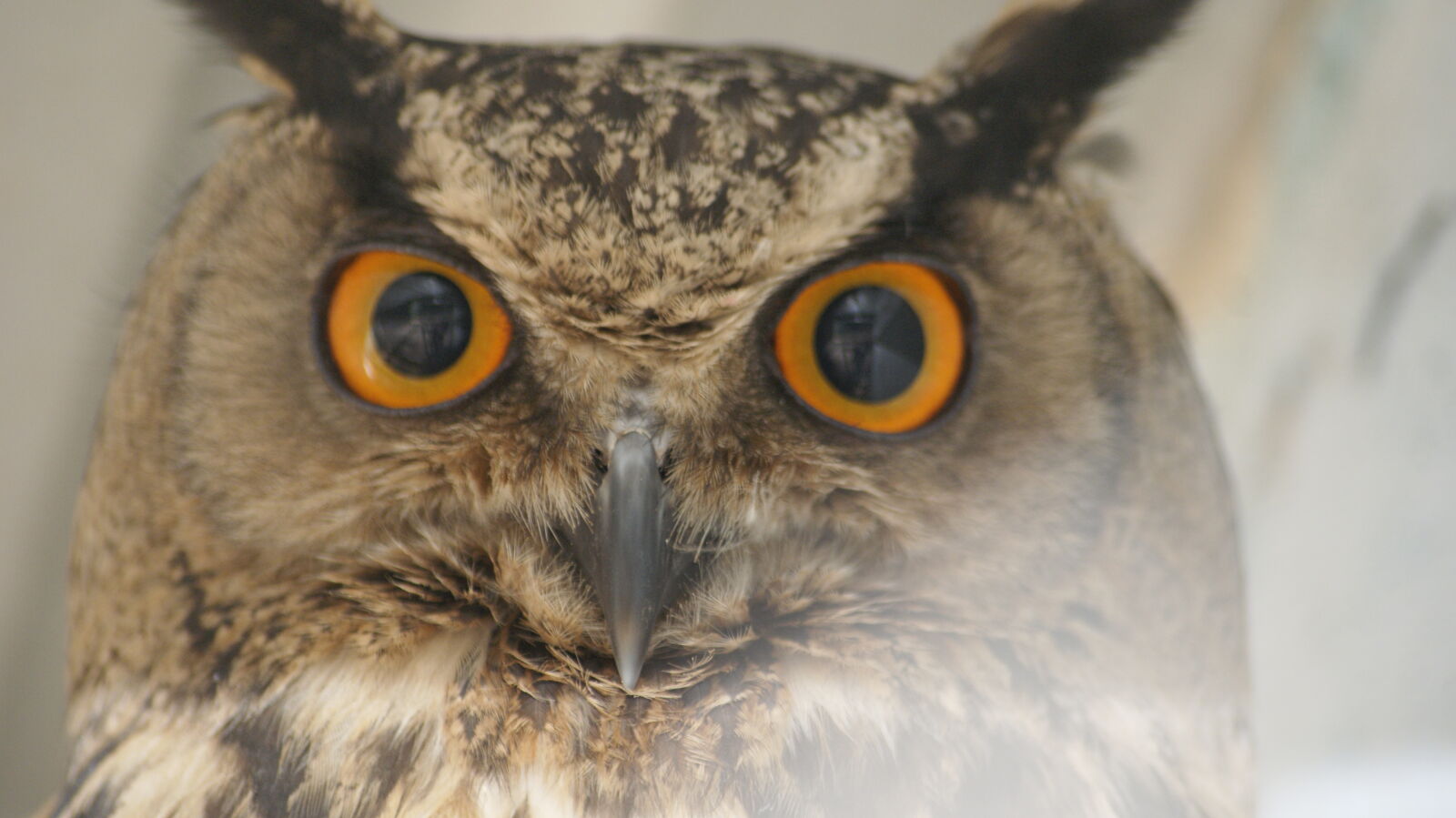 Sony Alpha DSLR-A230 sample photo. Amimals, animal, brown, eye photography