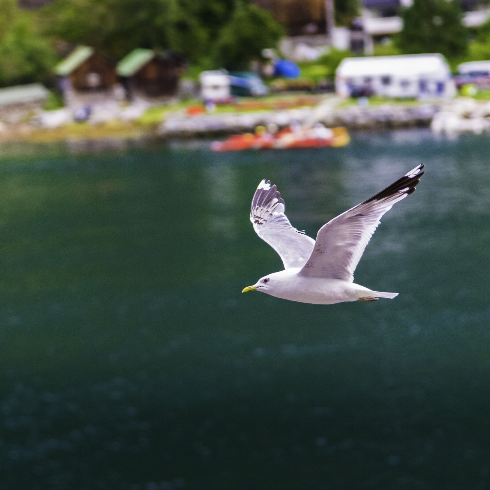 Nikon D750 sample photo. Seagull, water, nature photography