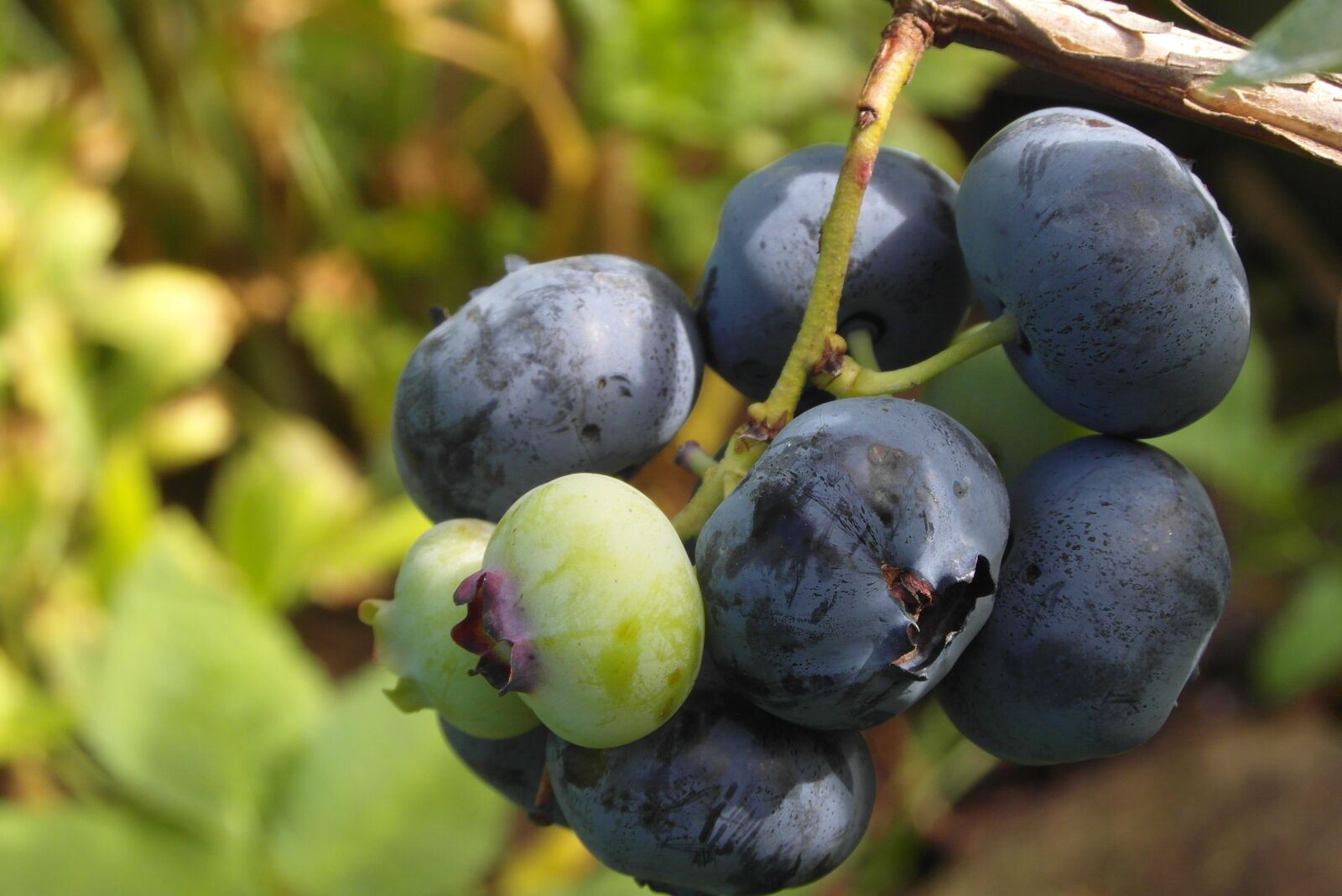 Samsung WB750 sample photo. Bilberry american, fruit, garden photography