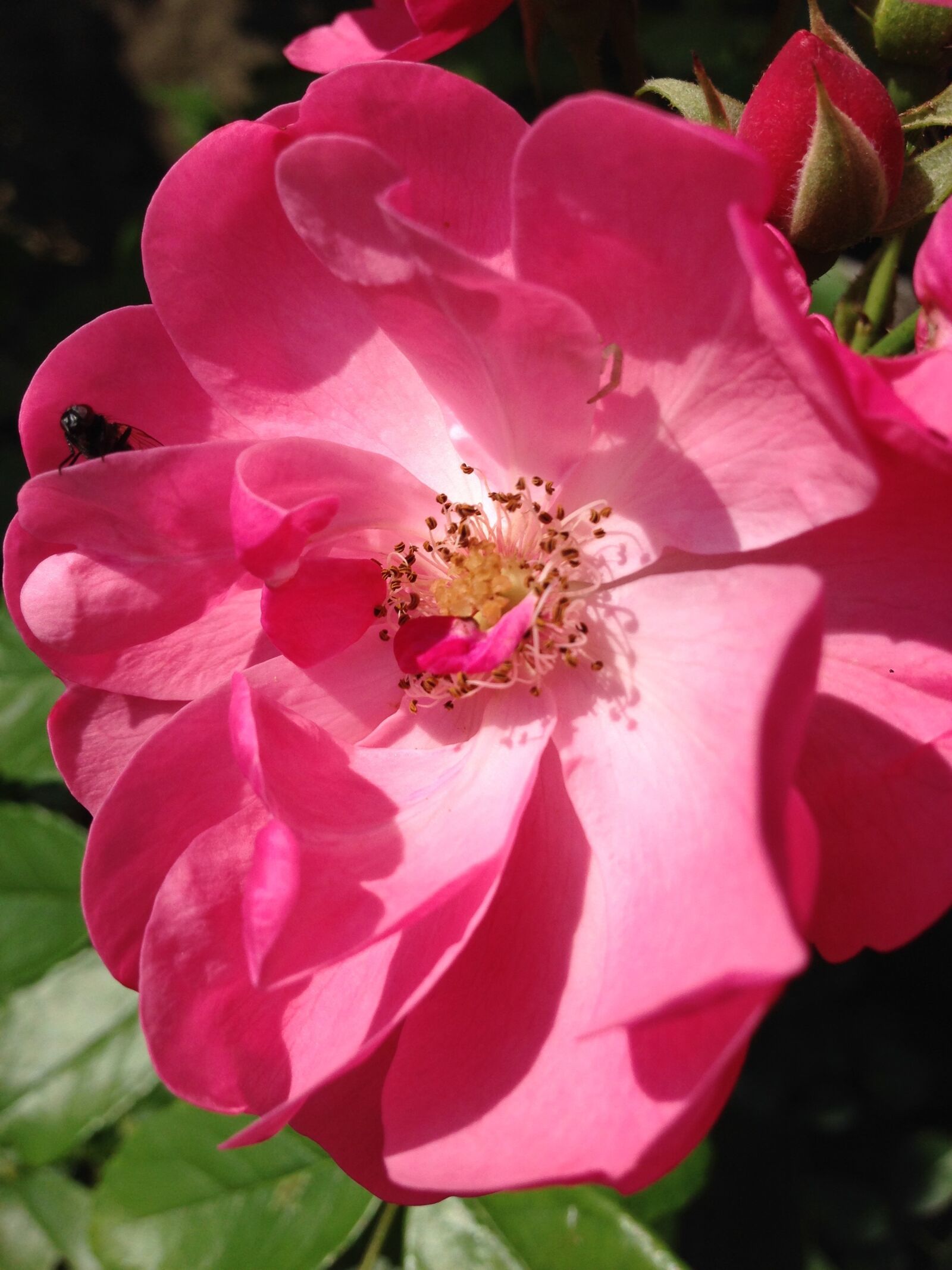 Apple iPhone 5 sample photo. Rose, blossom, bloom photography