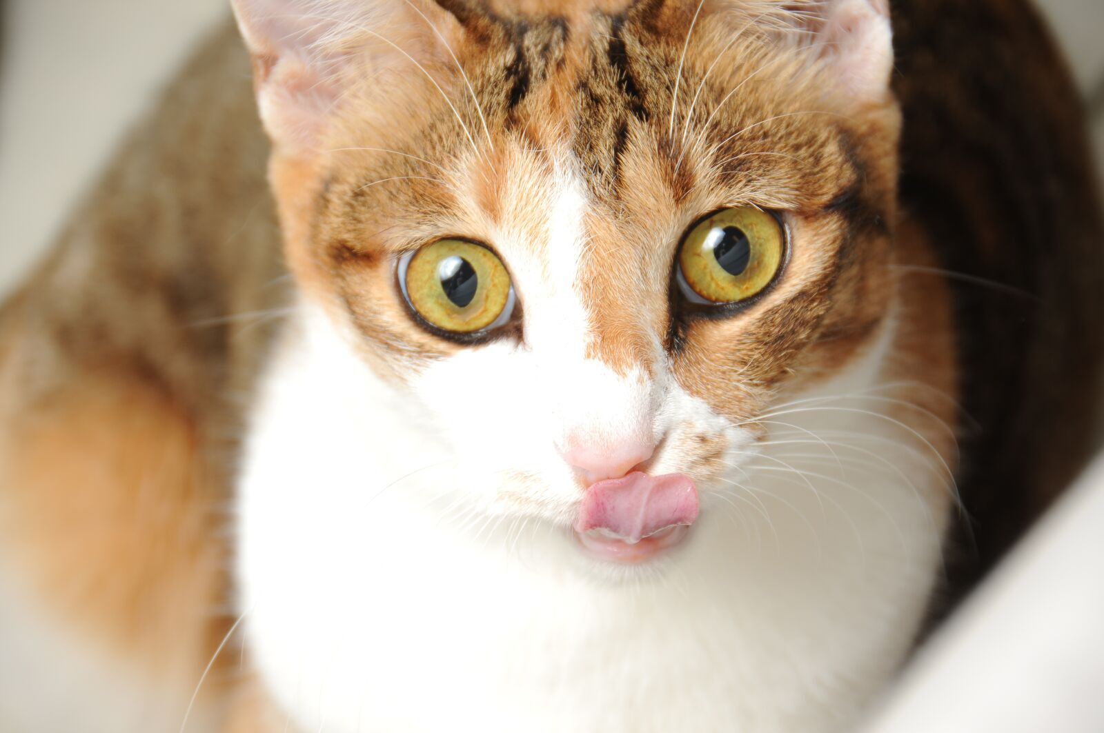 Nikon D300S sample photo. Cat, pet photography