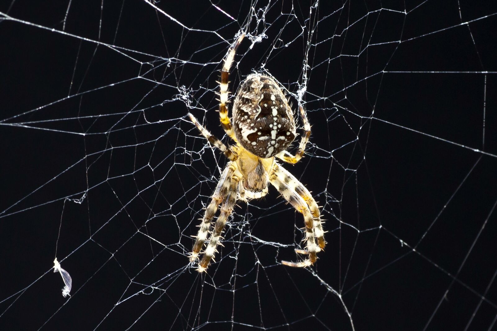 Canon EOS 5D Mark II sample photo. Spider, araneus, cobweb photography