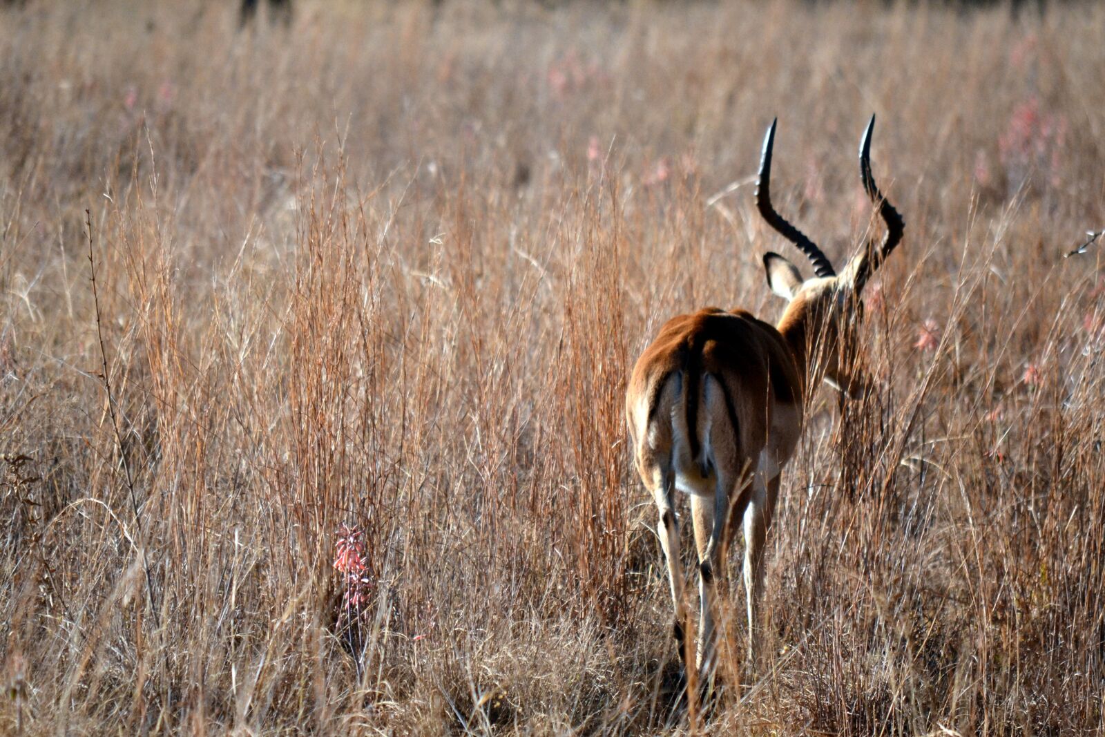 Nikon D3100 sample photo. Springbok, africa, animal photography