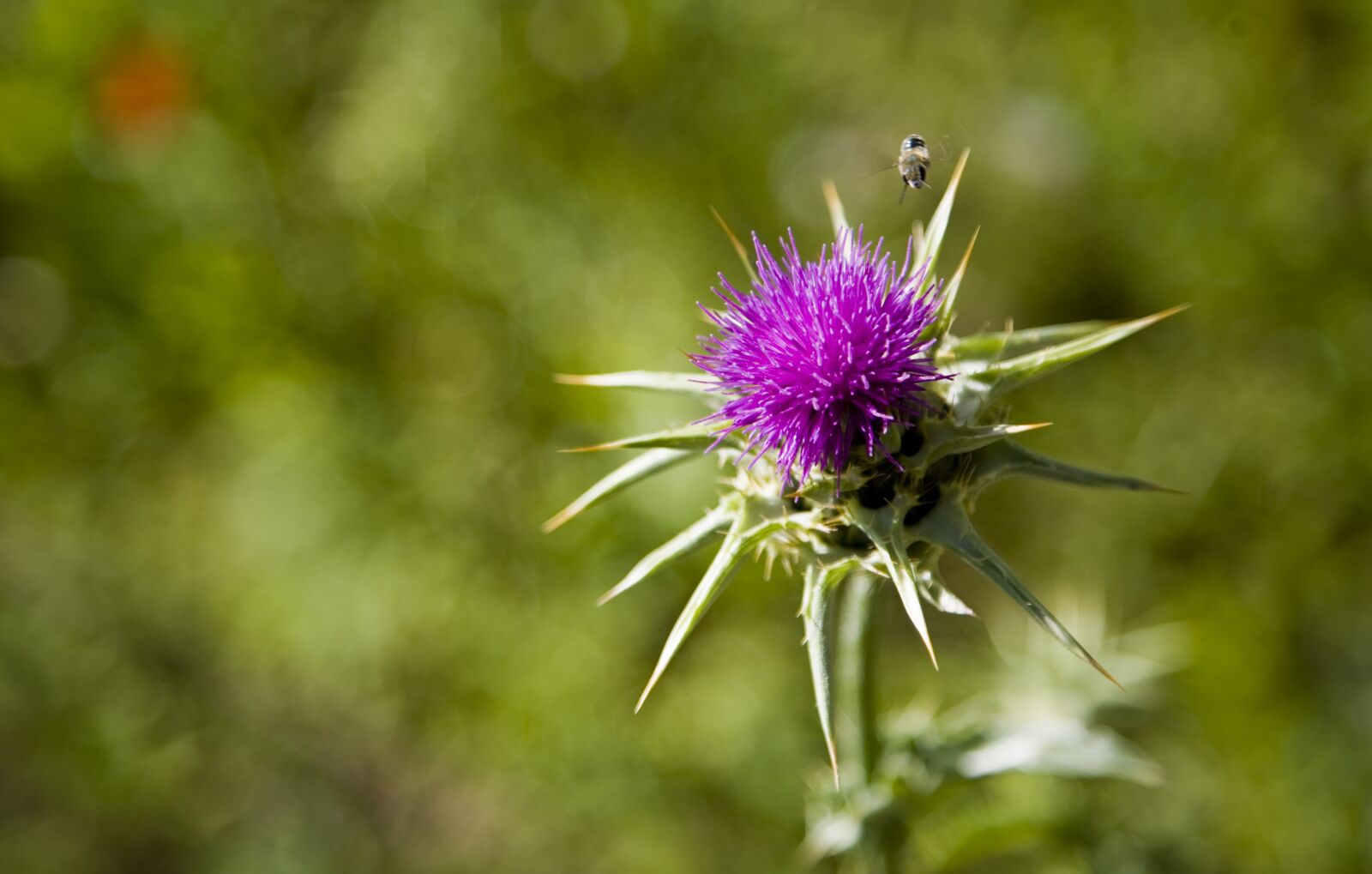 Canon EOS 5D sample photo. Dea, flower, plant photography