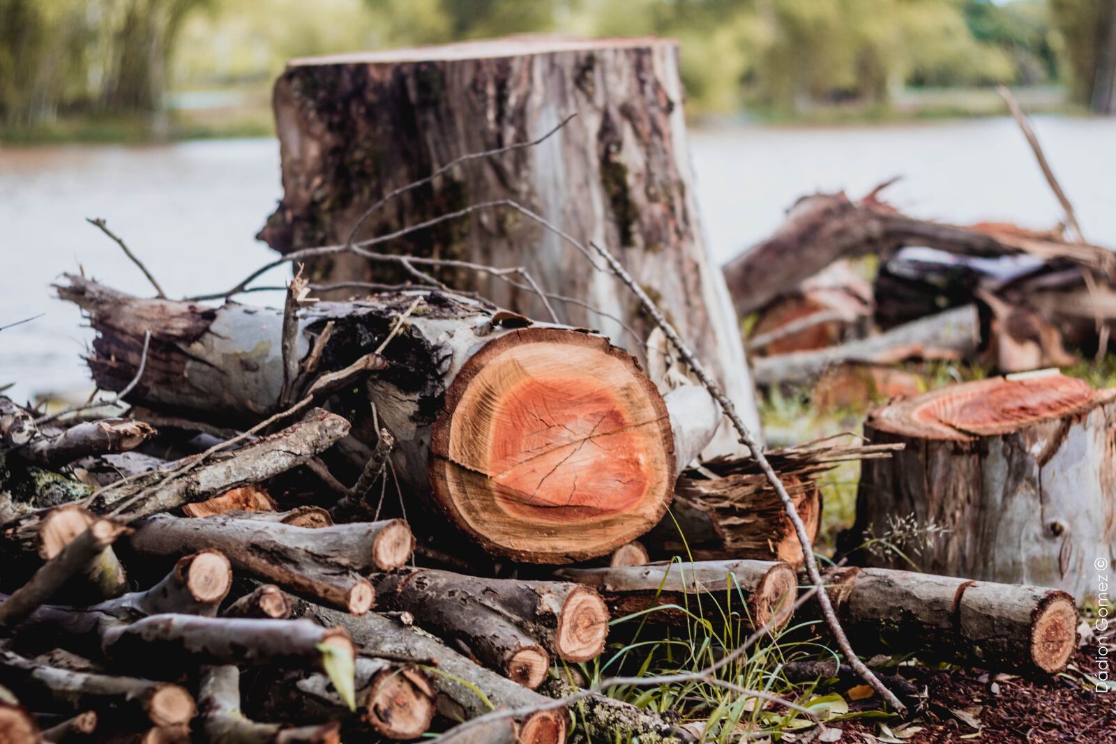 Canon EOS 600D (Rebel EOS T3i / EOS Kiss X5) + Canon EF 50mm F1.8 II sample photo. Wood cut, wood, nature photography