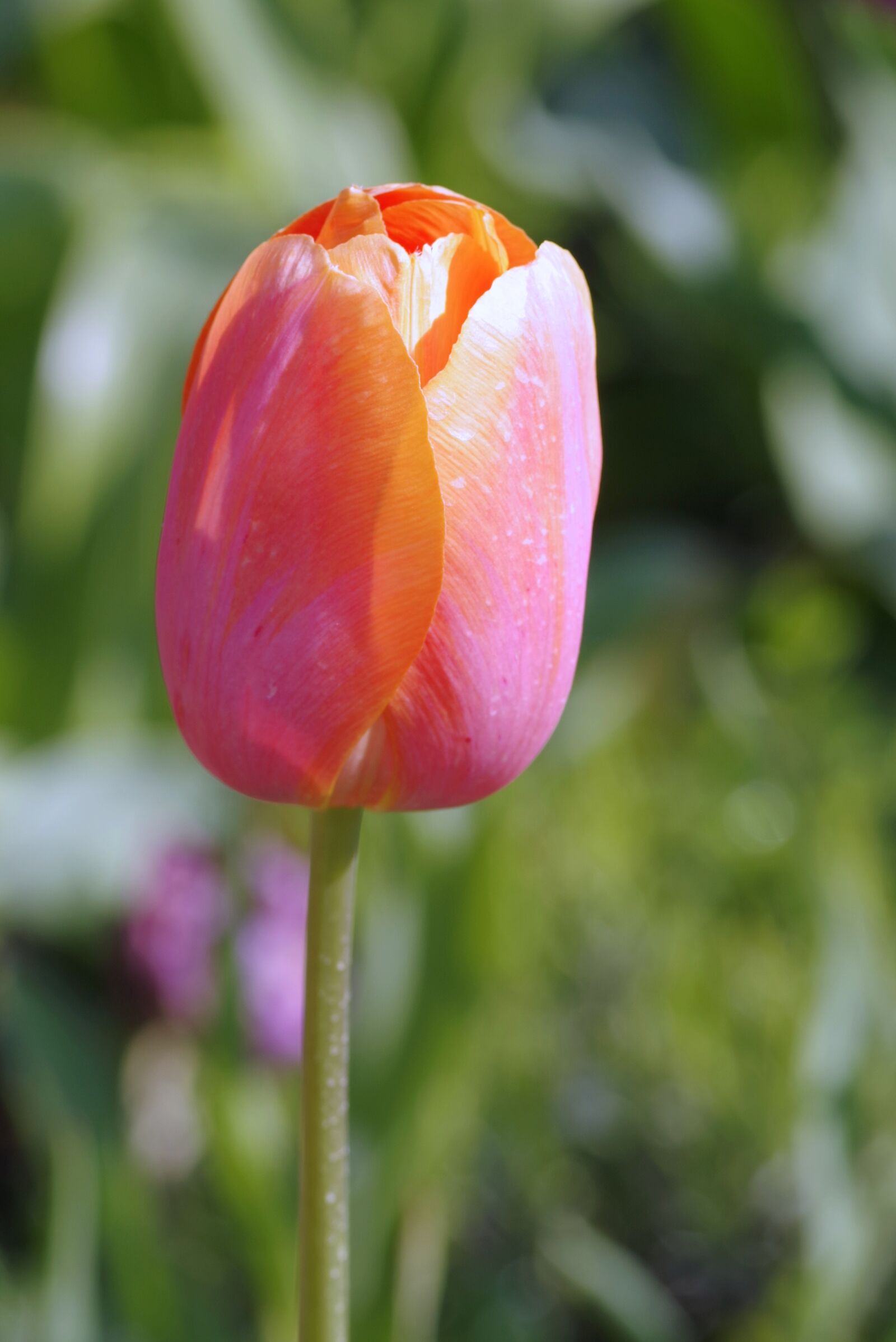 Pentax K-S2 sample photo. Tulip, cup, orange photography