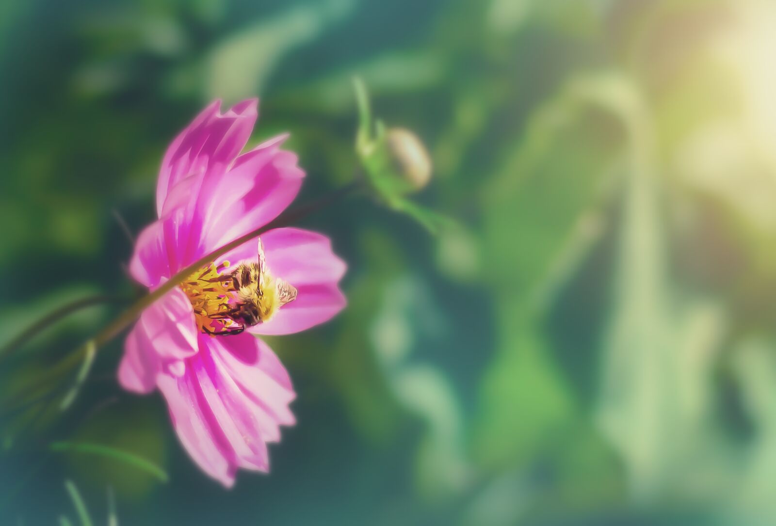 Minolta AF 50mm F1.4 [New] sample photo. Flower, bee, wild flower photography