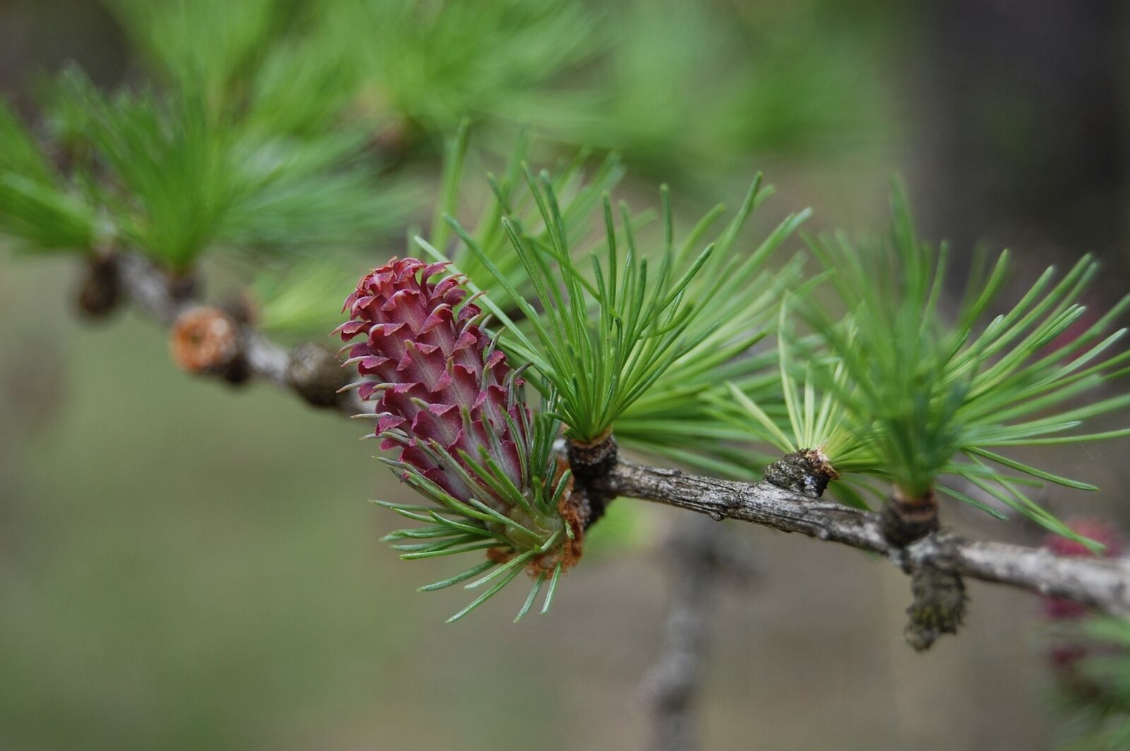Nikon D40 sample photo. Spring, cone was born photography