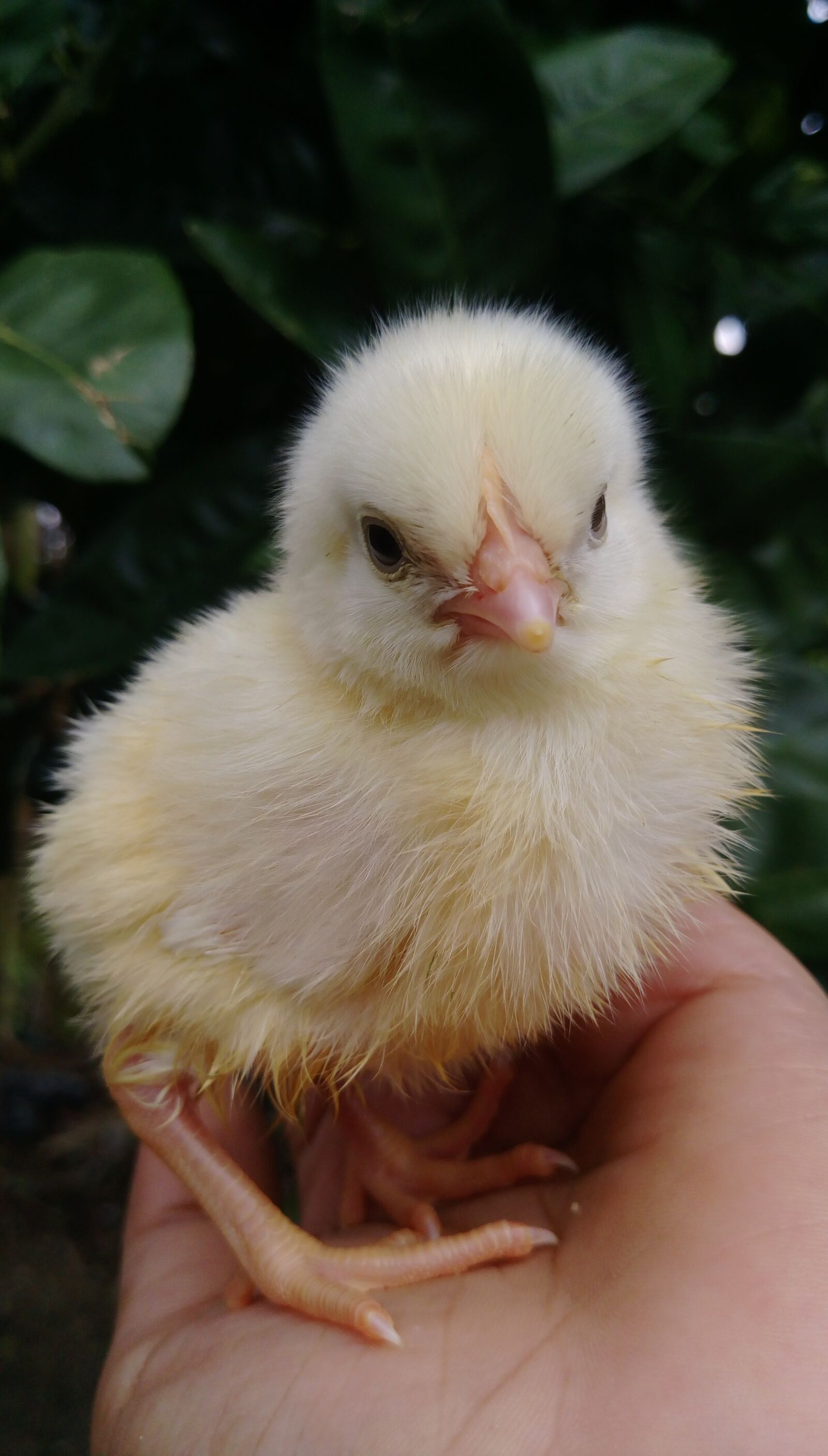 HTC DESIRE 830 DUAL SIM sample photo. Animal, hen, chick photography