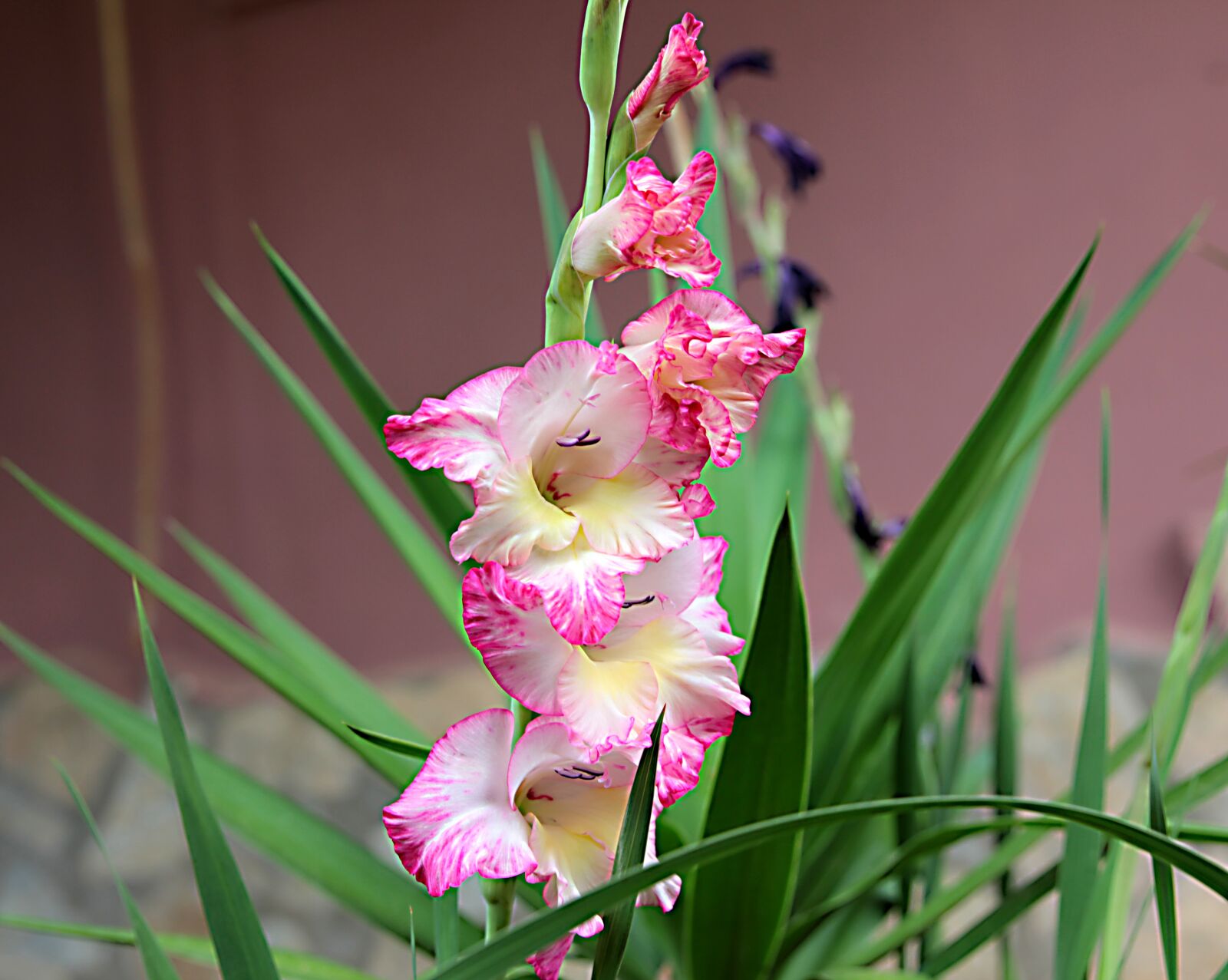 Canon EOS 550D (EOS Rebel T2i / EOS Kiss X4) sample photo. Gladiolus, plant, flower photography