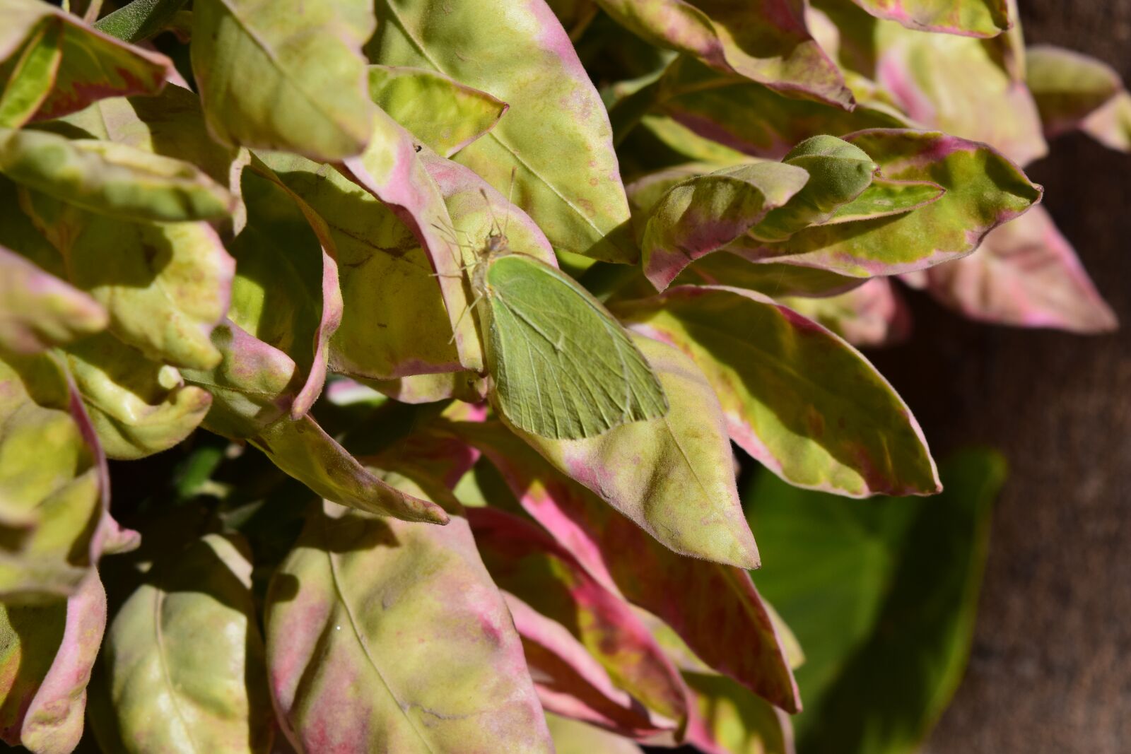 Nikon D3300 sample photo. Butterfly, tree, purity photography