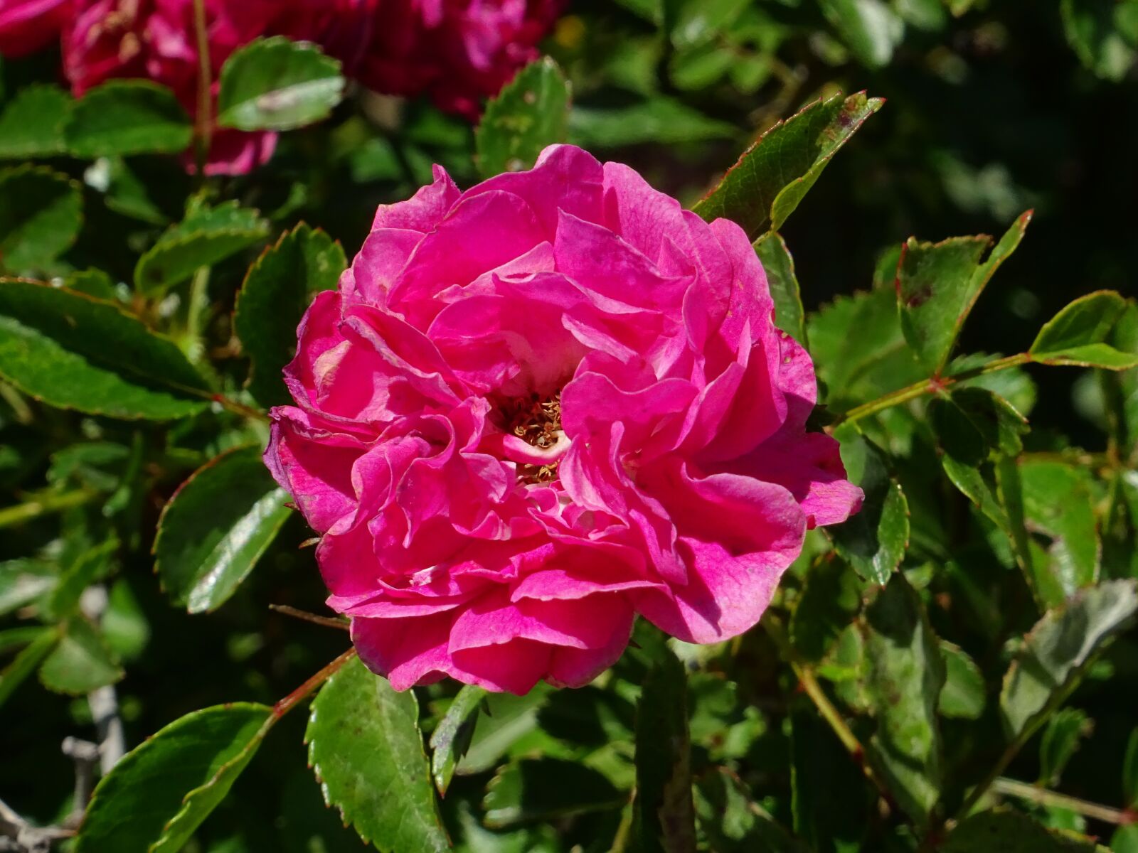 Sony DSC-HX60 sample photo. Flower, plants, pink photography