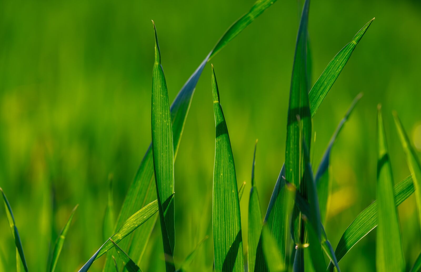 Fujifilm XF 55-200mm F3.5-4.8 R LM OIS sample photo. Grass, green, meadow photography