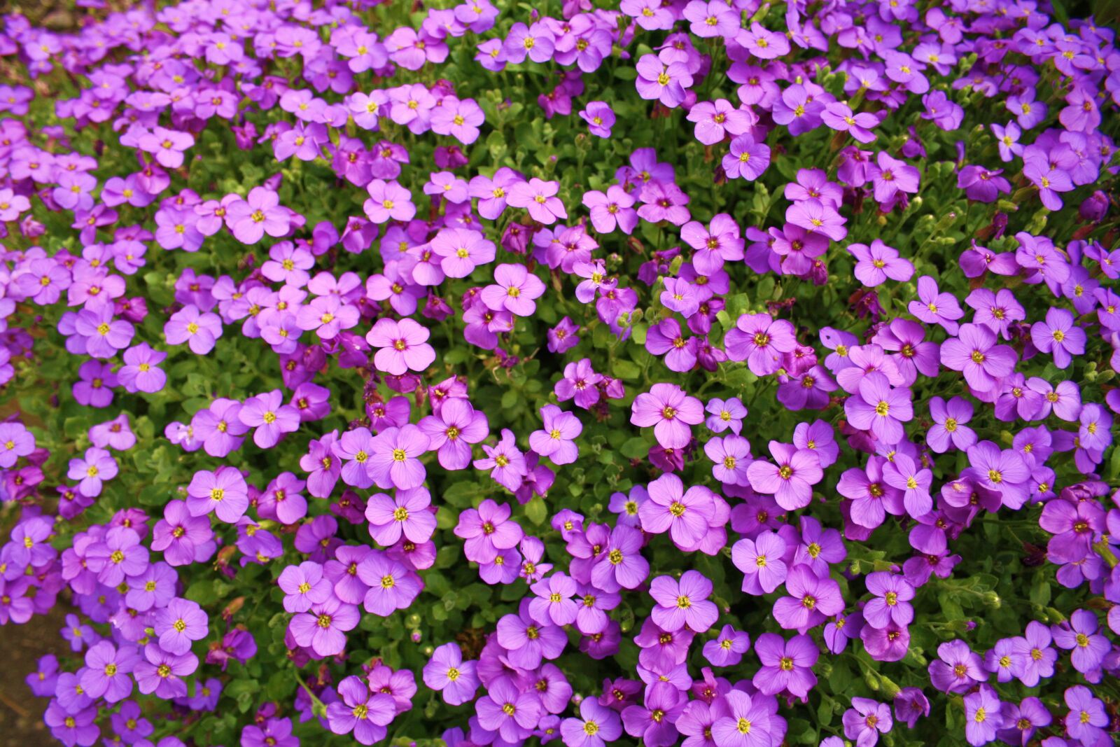 Canon EOS 1000D (EOS Digital Rebel XS / EOS Kiss F) sample photo. Flowers, pink, purple photography