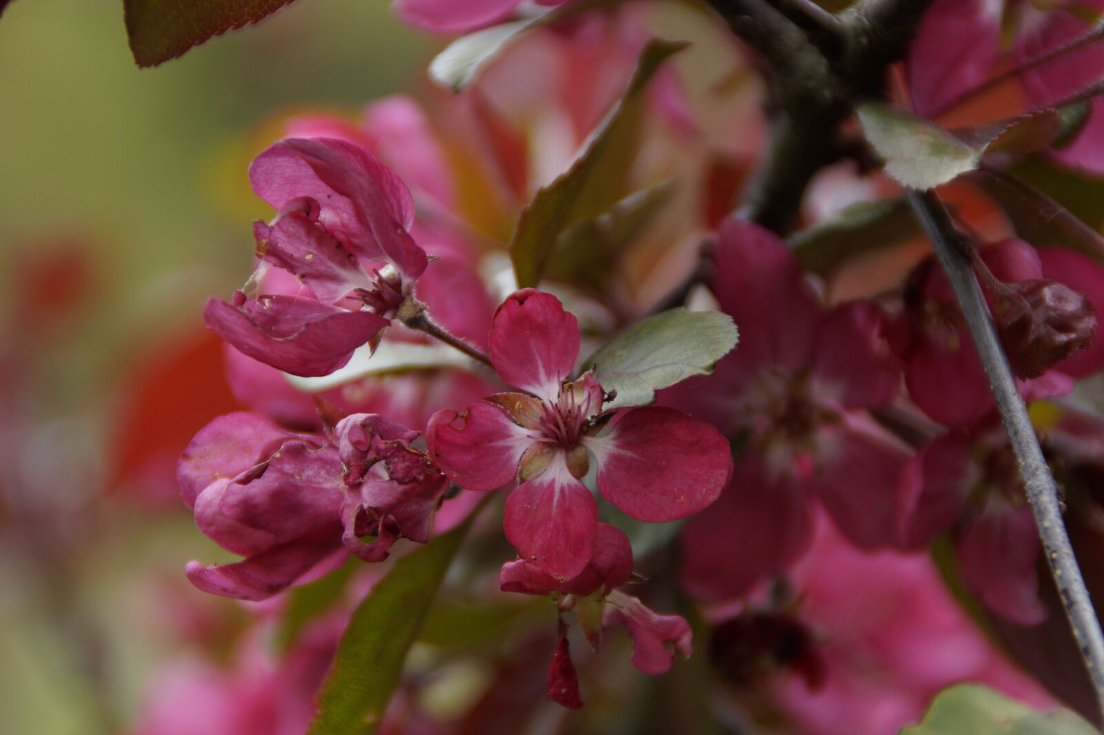 Sony SLT-A58 sample photo. Blossom, bloom, ornamental shrub photography