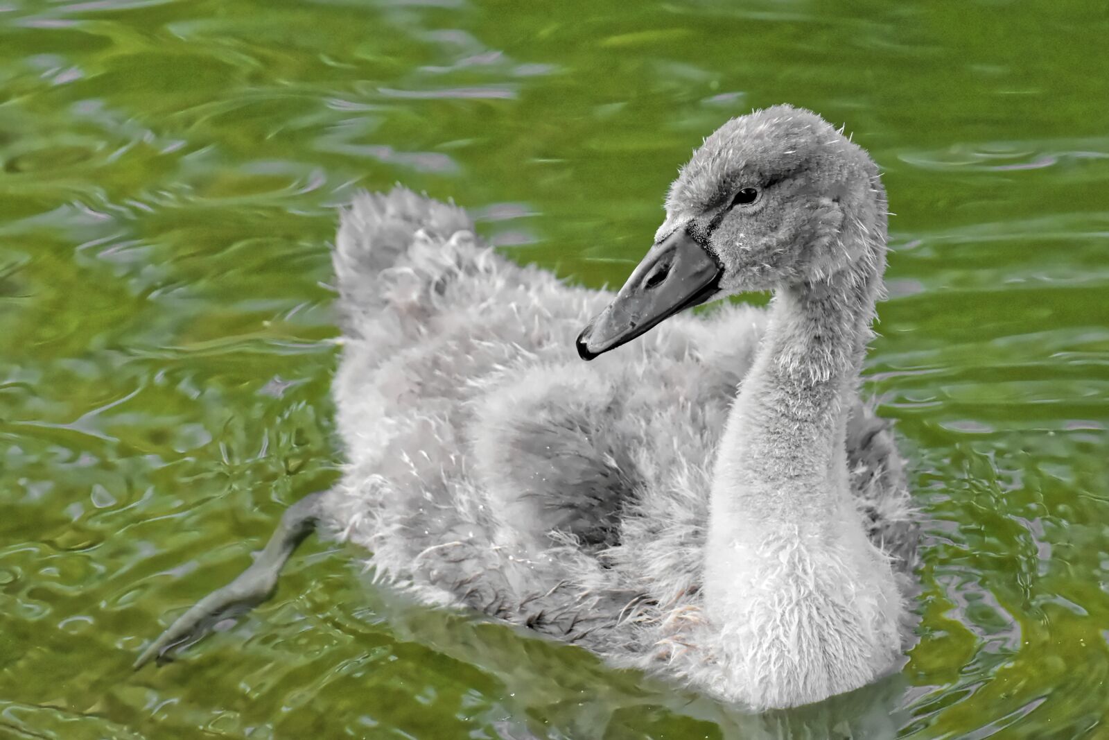 Nikon D7200 sample photo. Swan, young, young animal photography